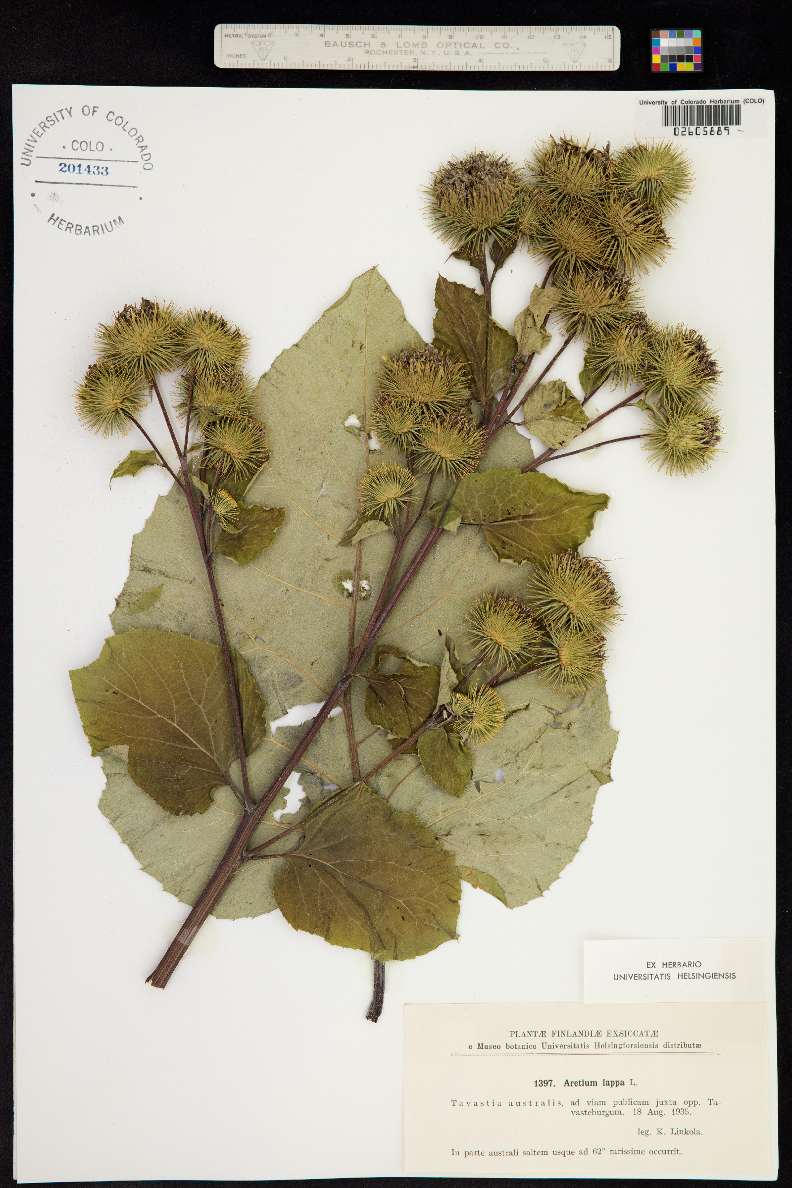 Arctium lappa image