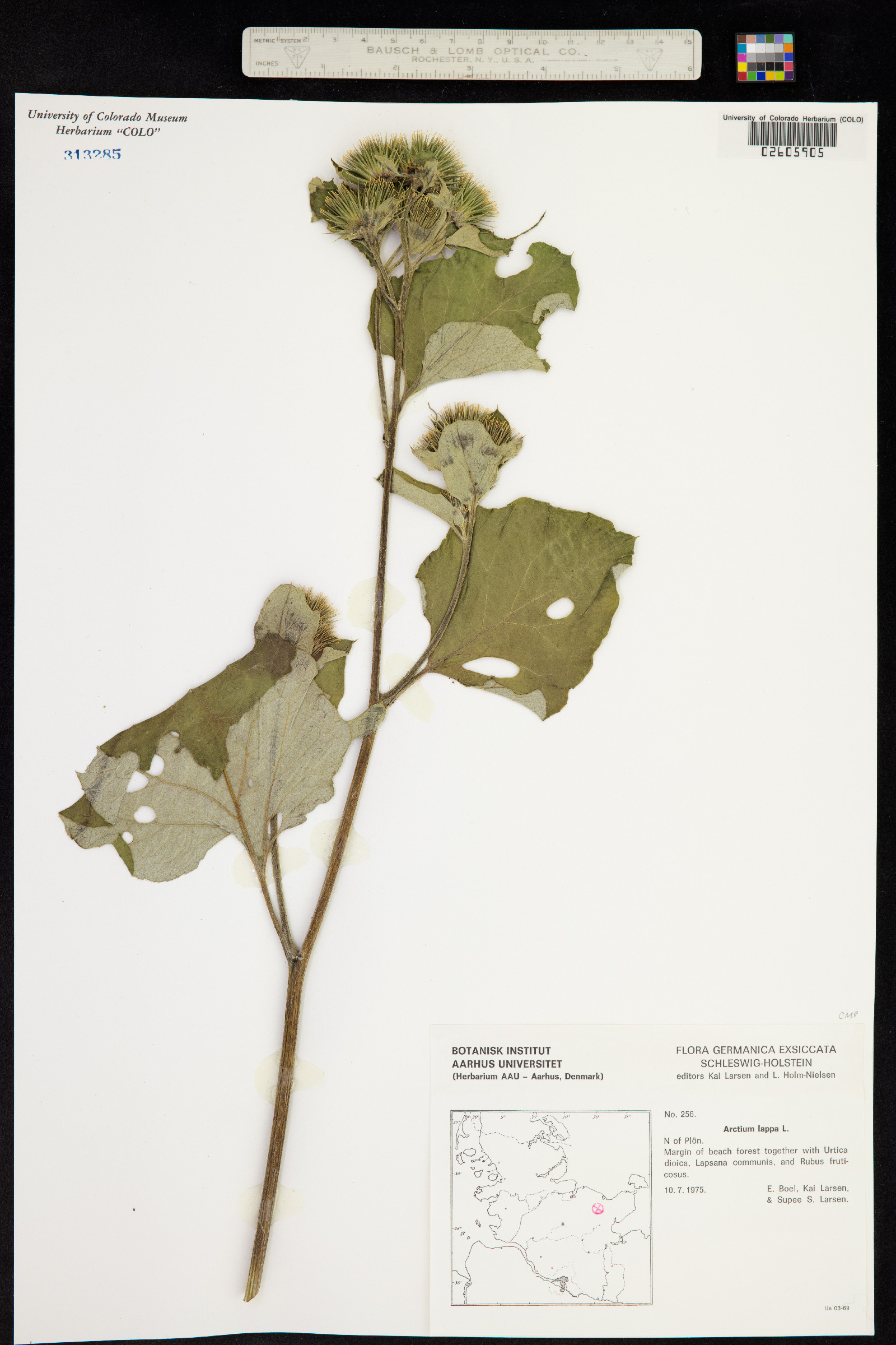 Arctium lappa image