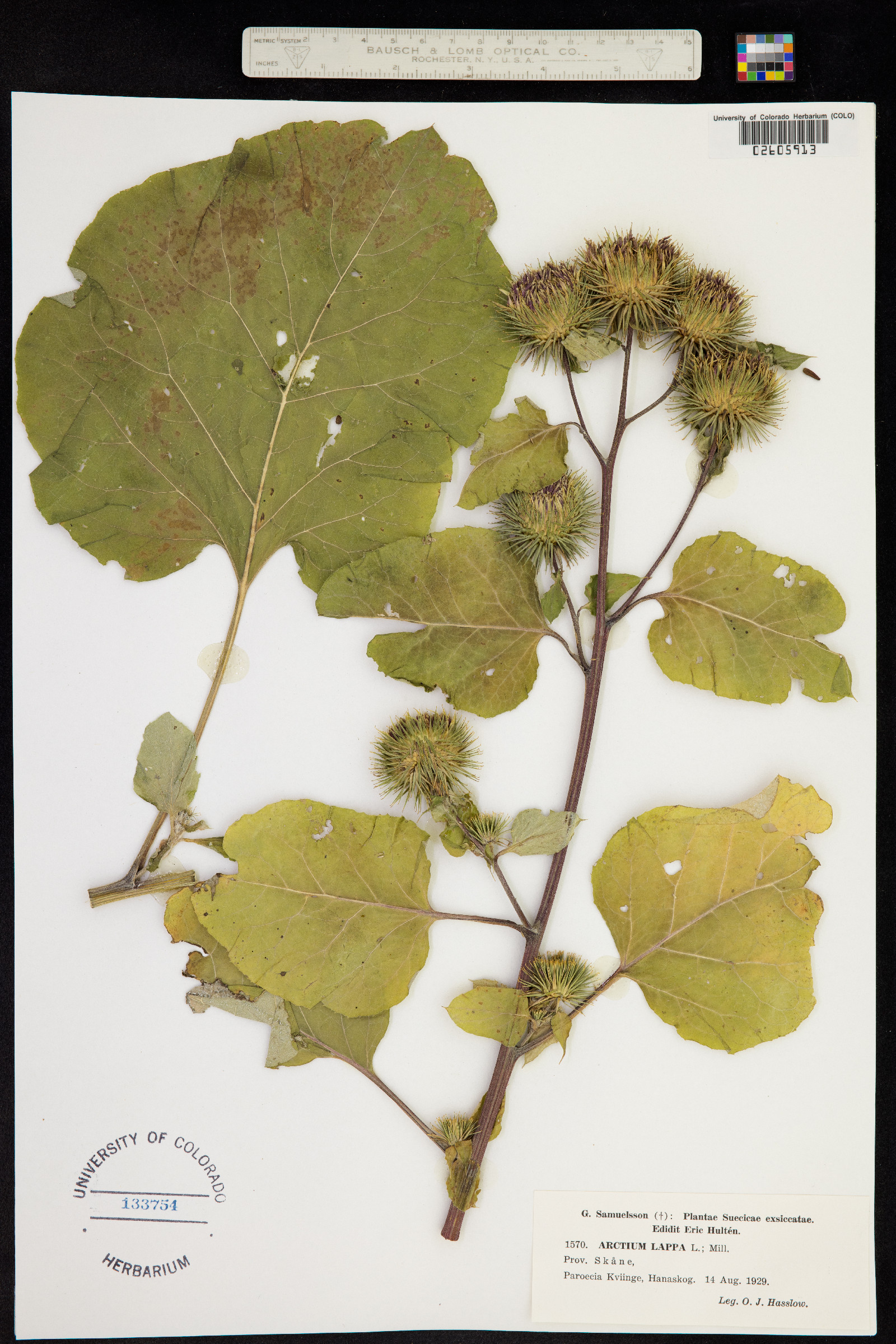 Arctium lappa image