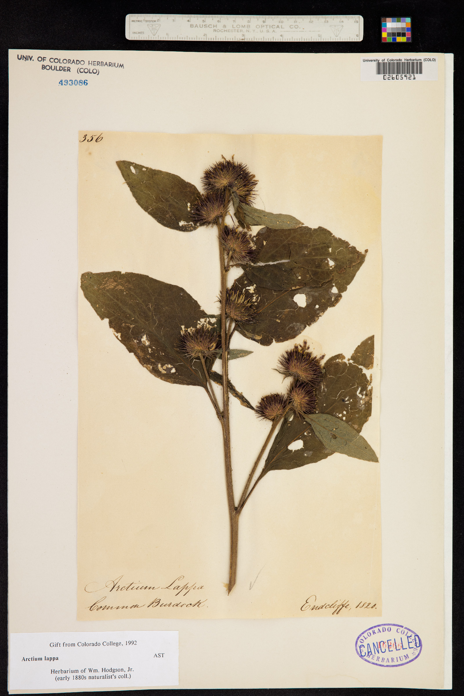 Arctium lappa image