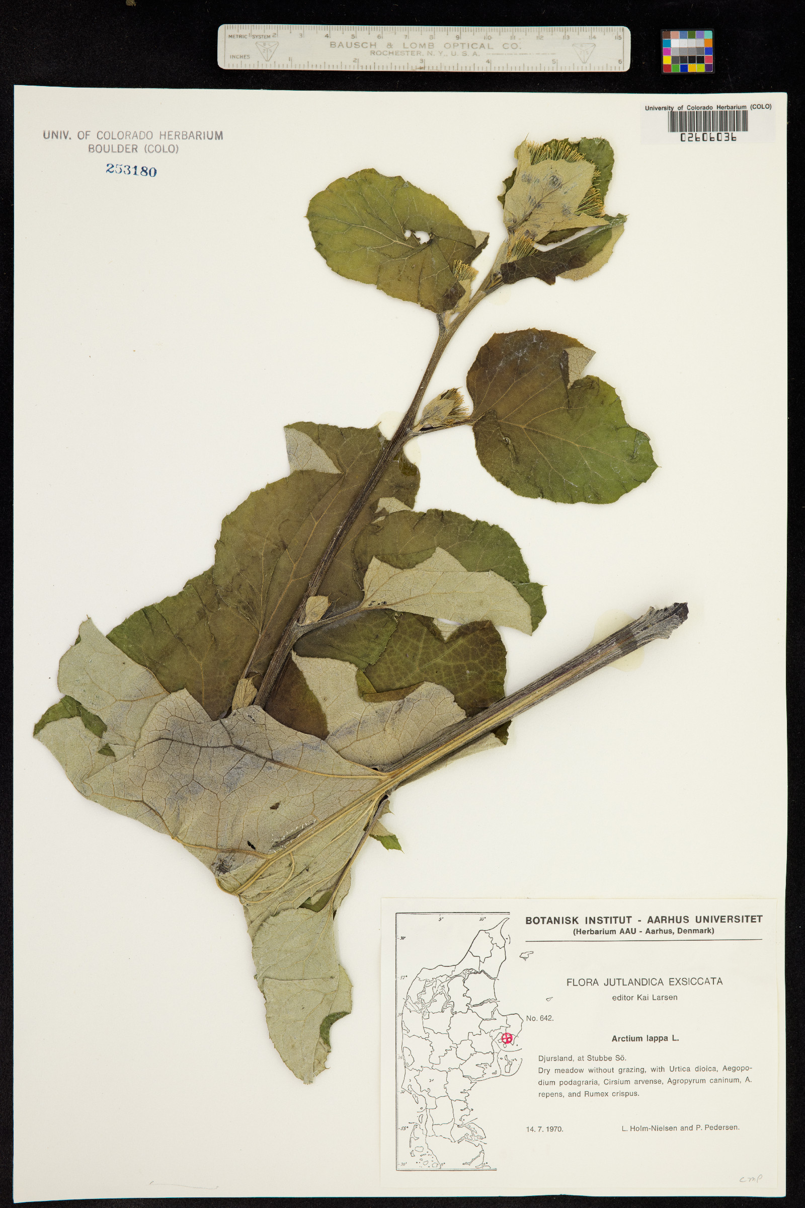 Arctium lappa image