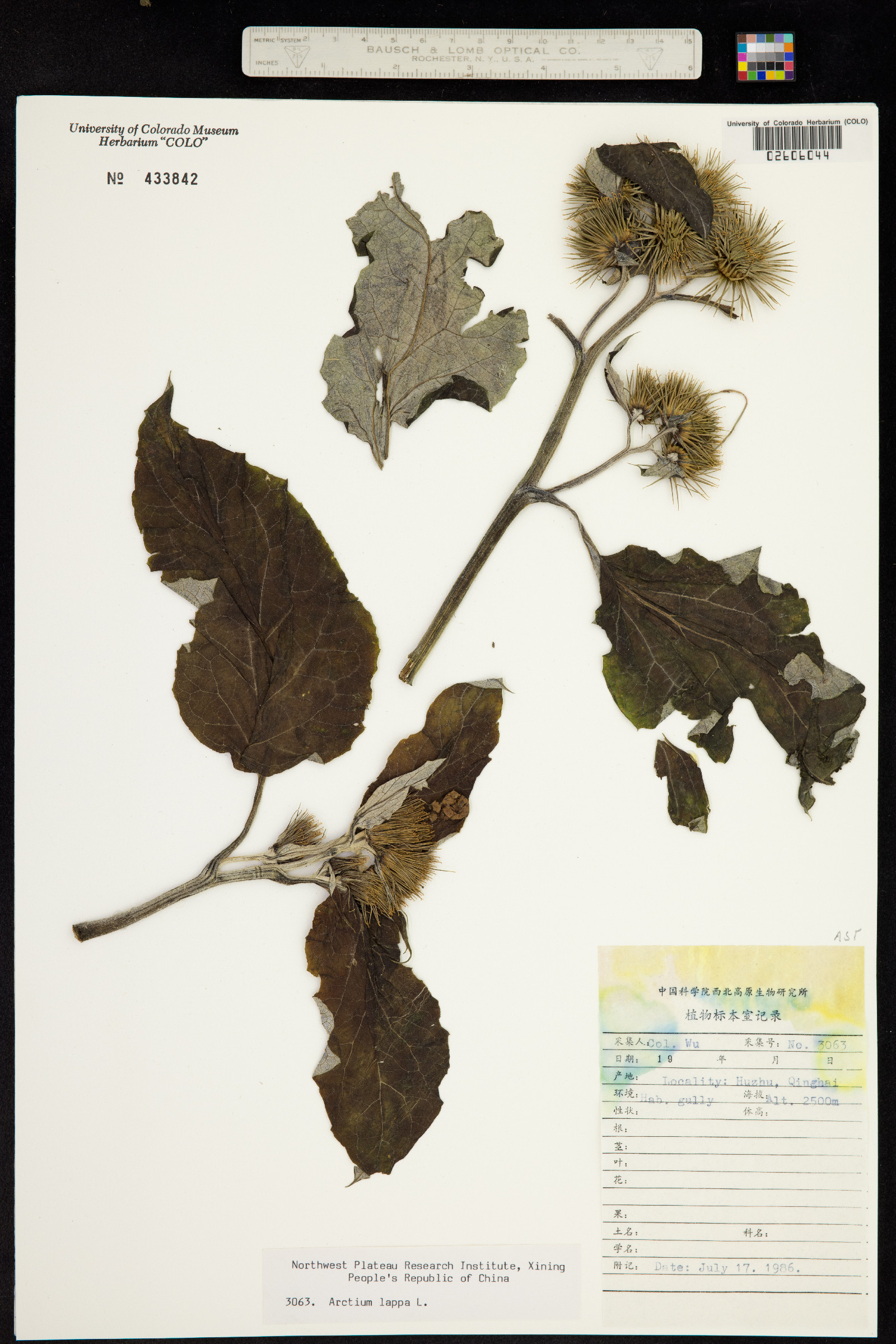 Arctium lappa image