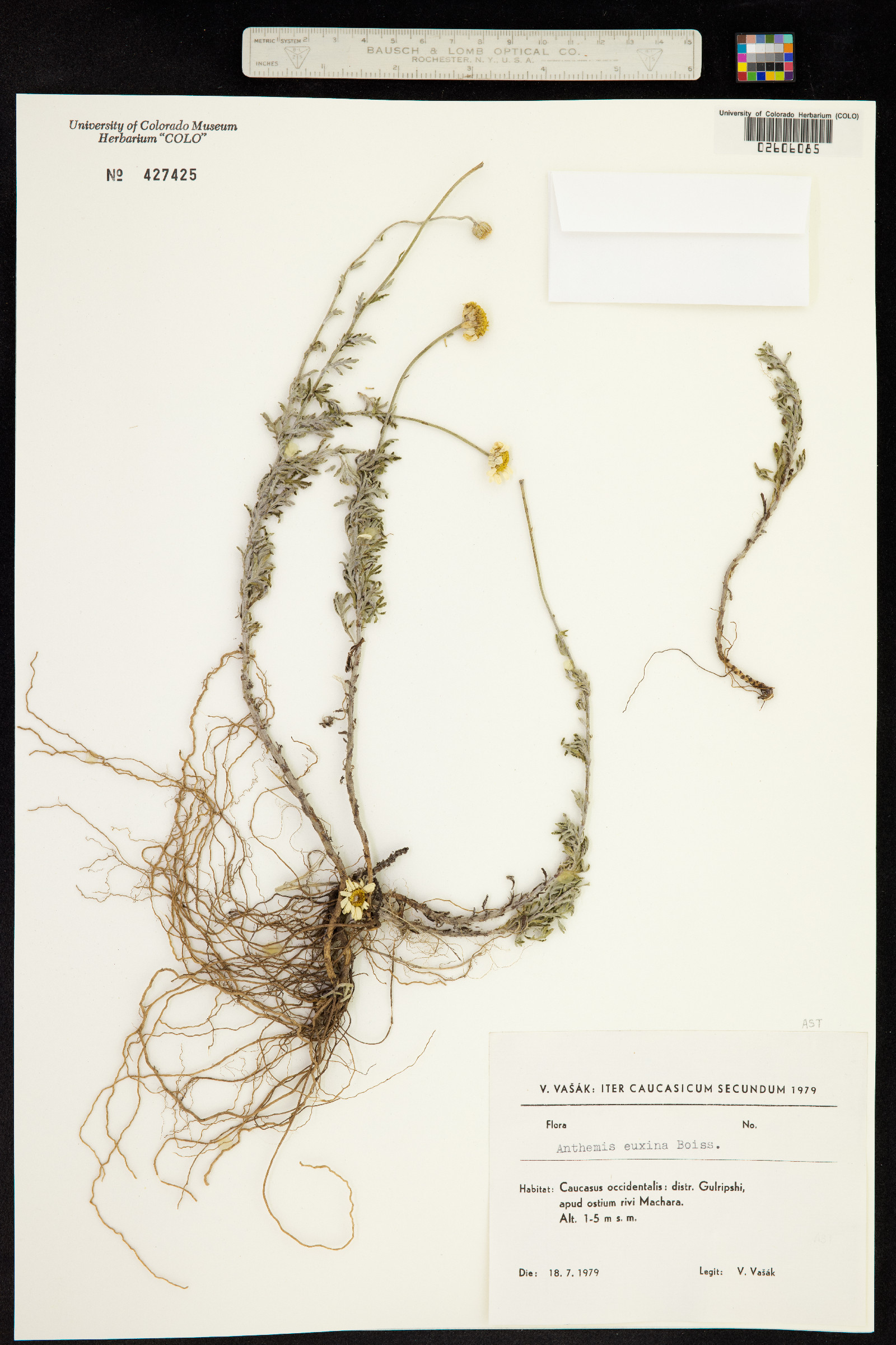 Cota tinctoria subsp. euxina image