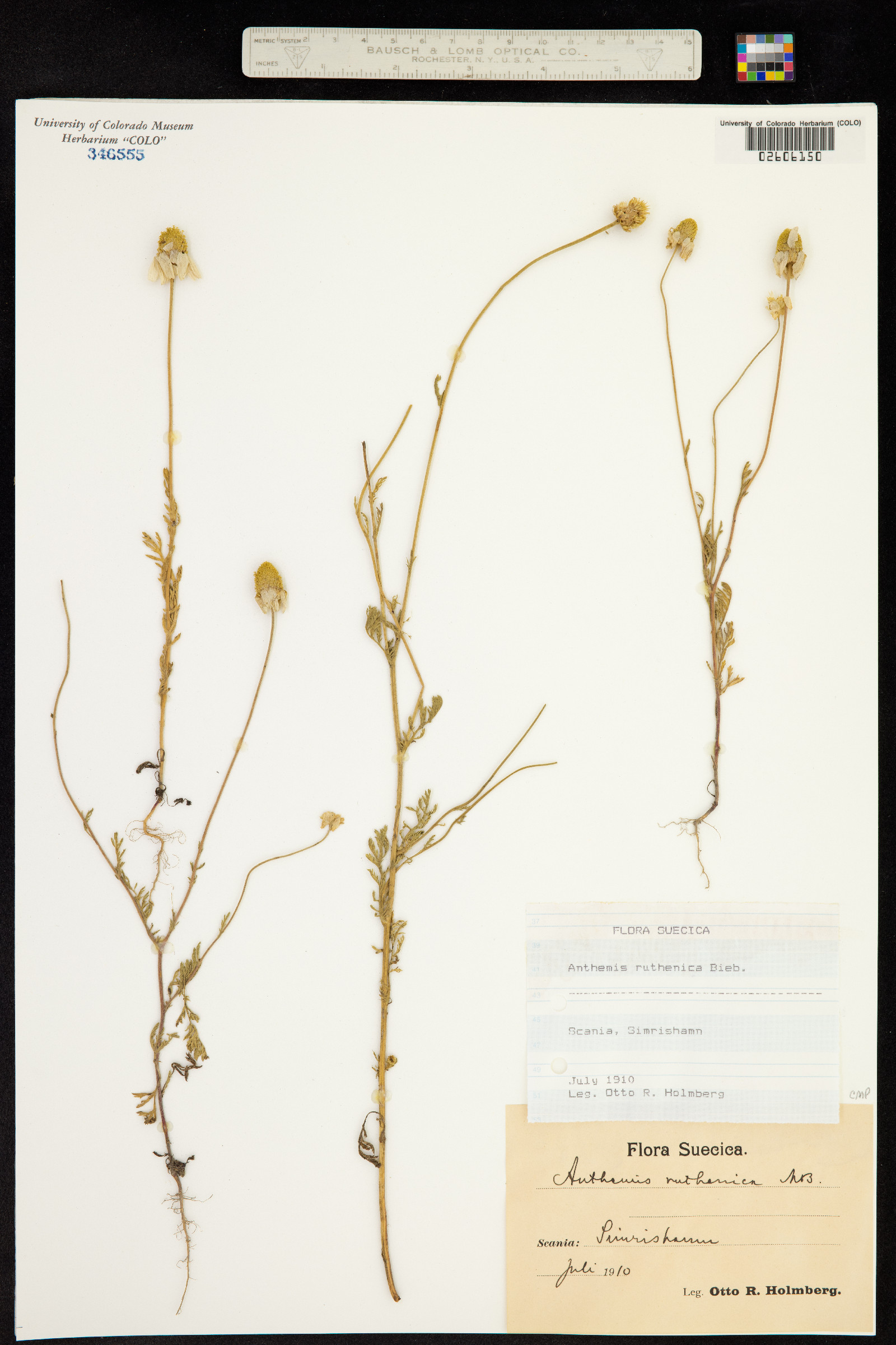 Anthemis cretica subsp. saportana image