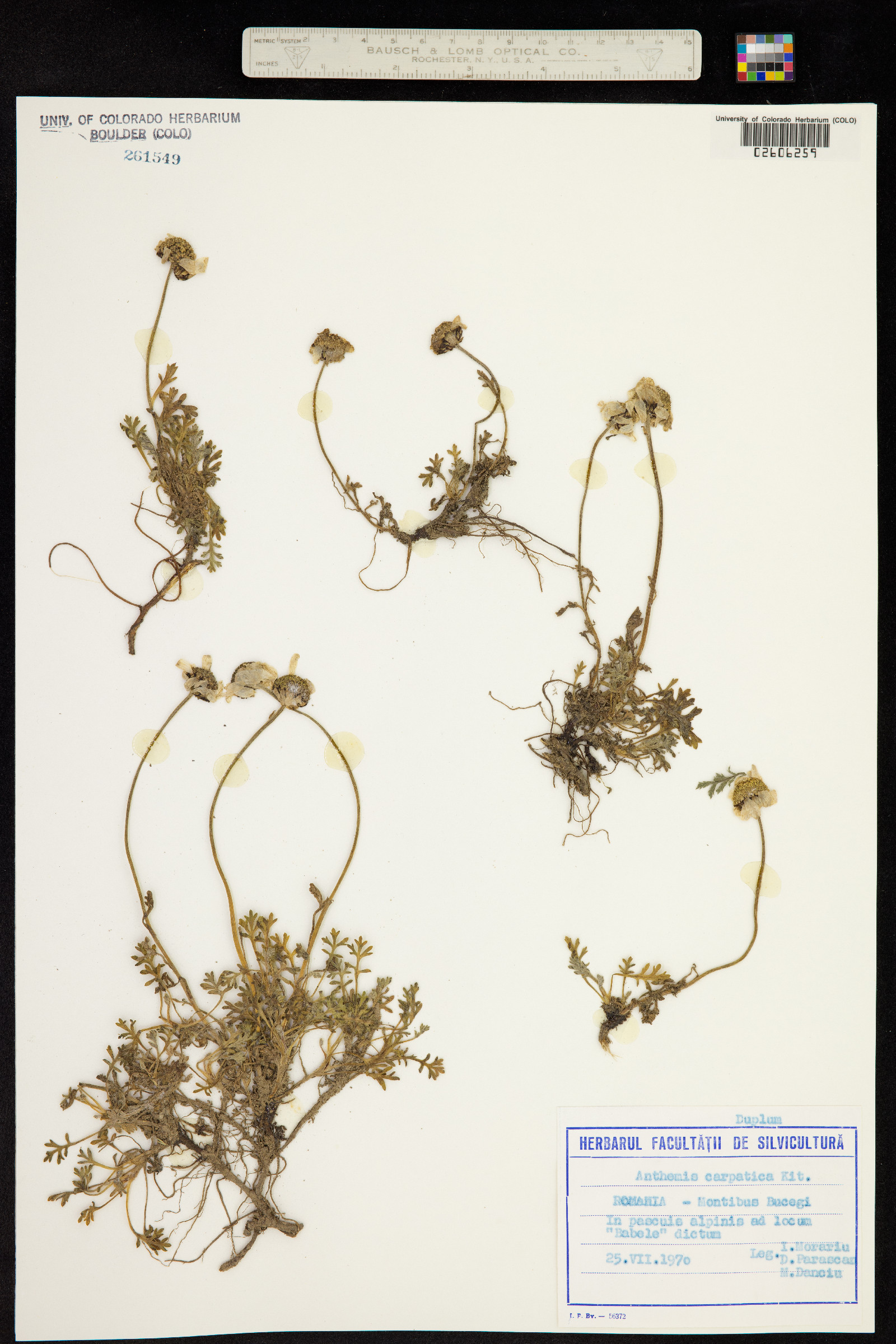 Anthemis cretica subsp. carpatica image