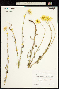 Image of Anthemis chrysantha