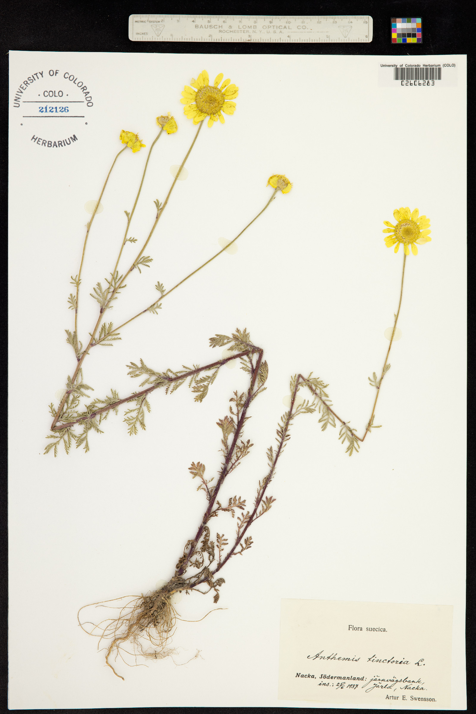 Cota tinctoria image