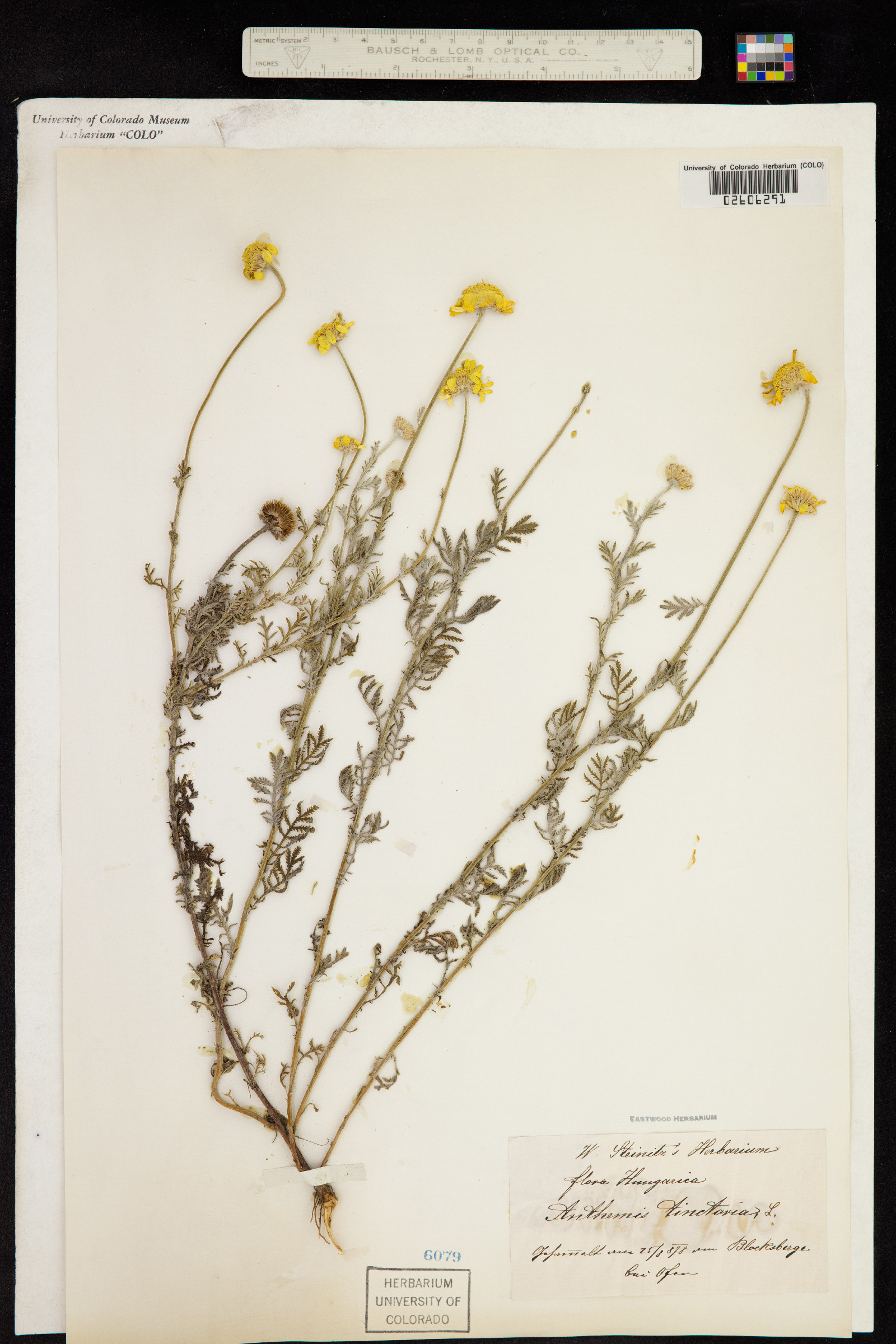 Anthemis tinctoria image