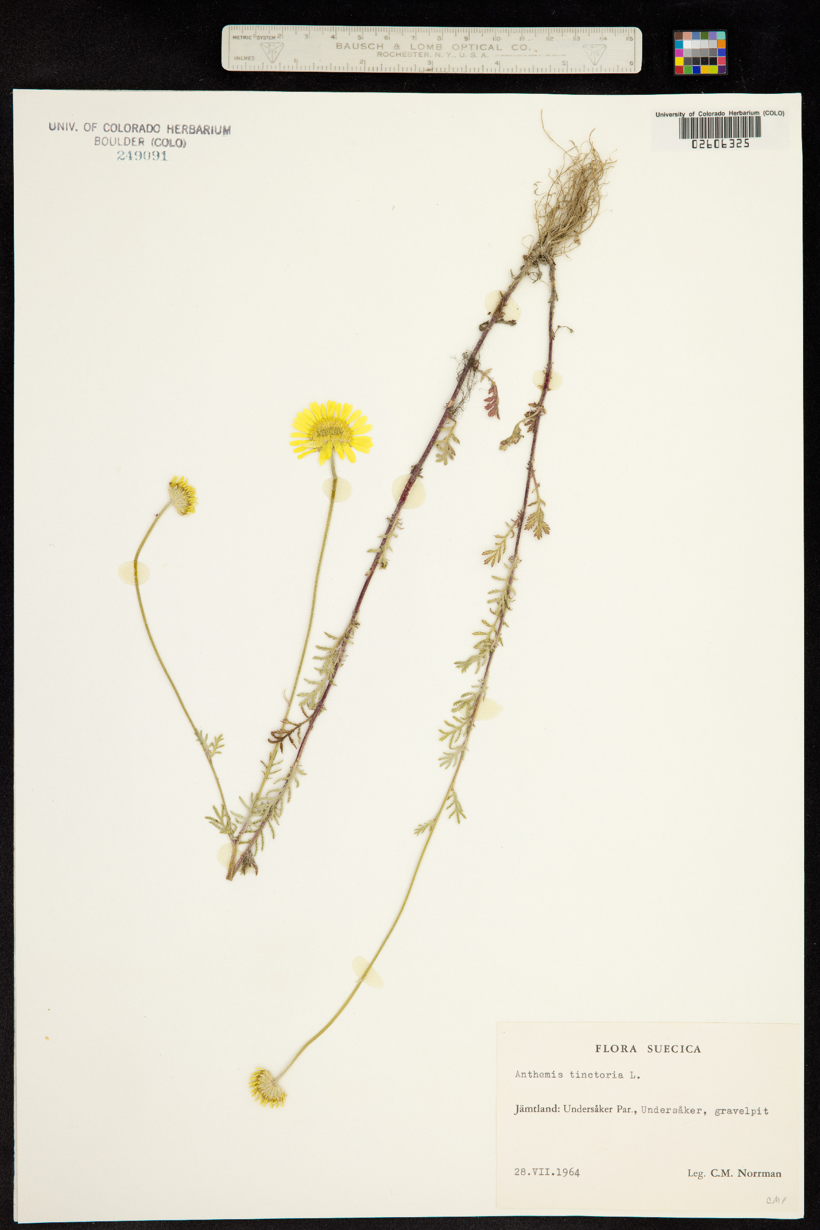 Anthemis tinctoria image