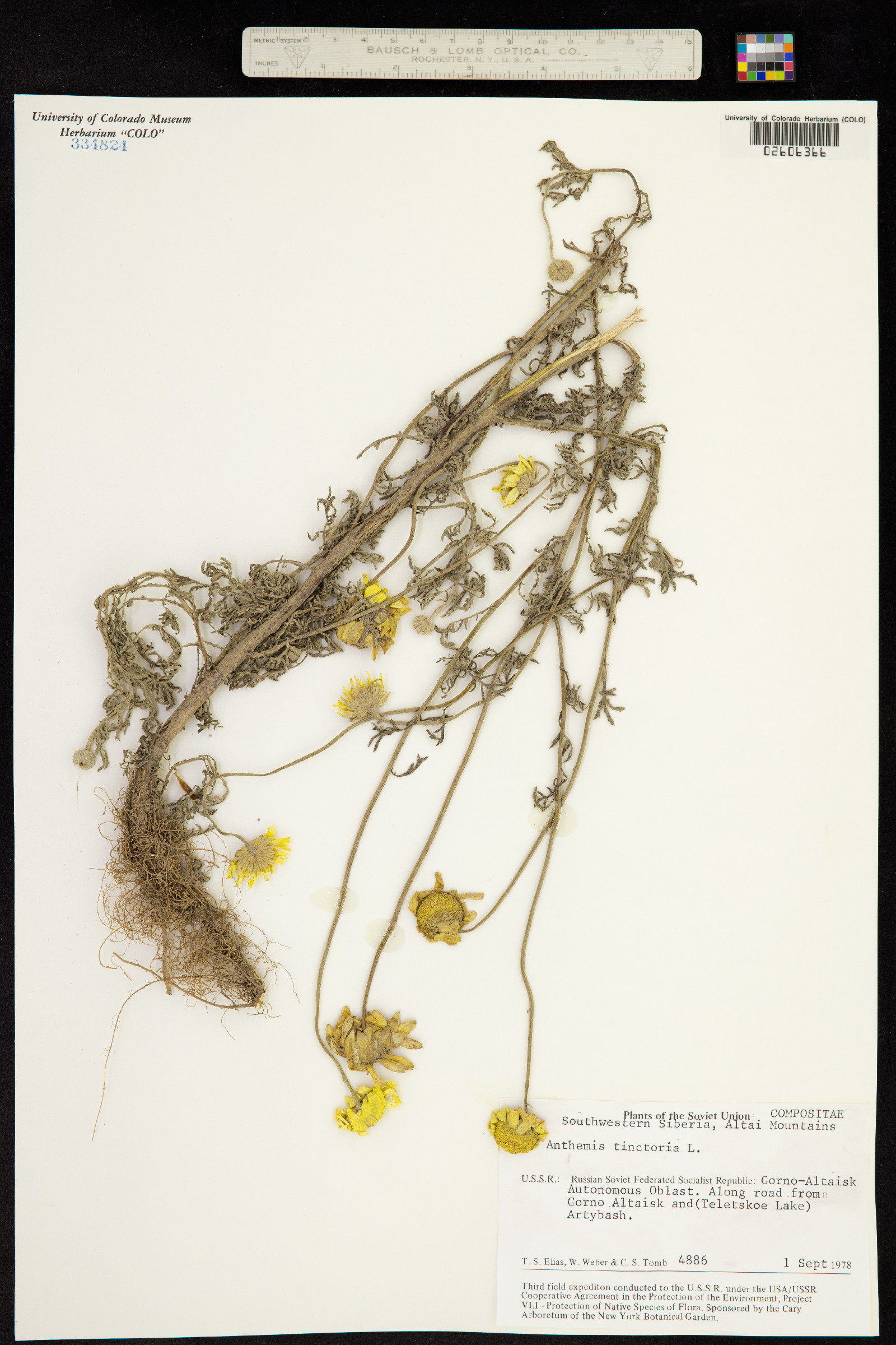 Anthemis tinctoria image