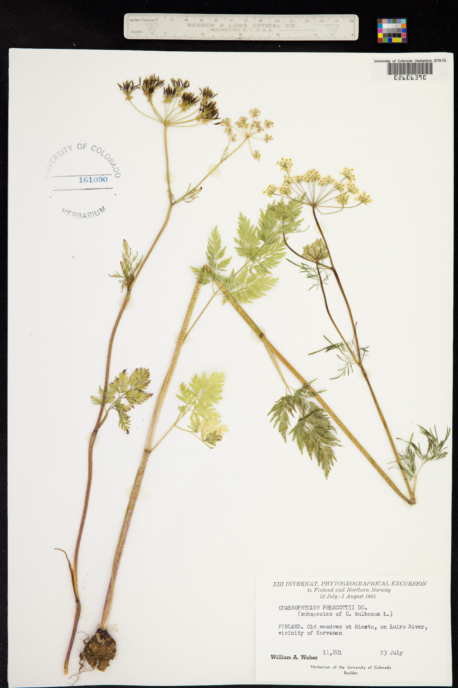 Chaerophyllum bulbosum image