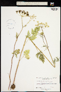 Image of Chaerophyllum bulbosum
