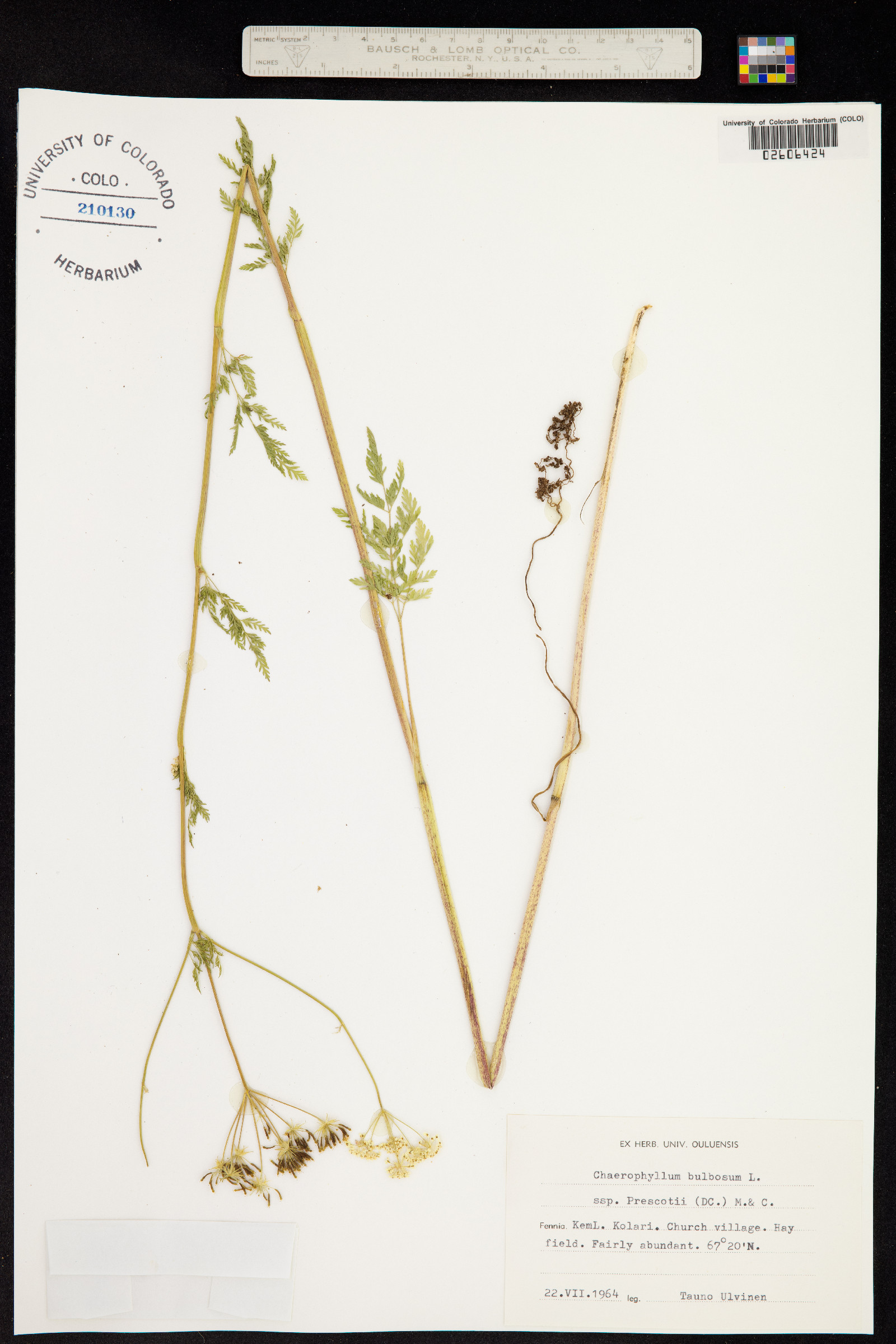 Chaerophyllum bulbosum image