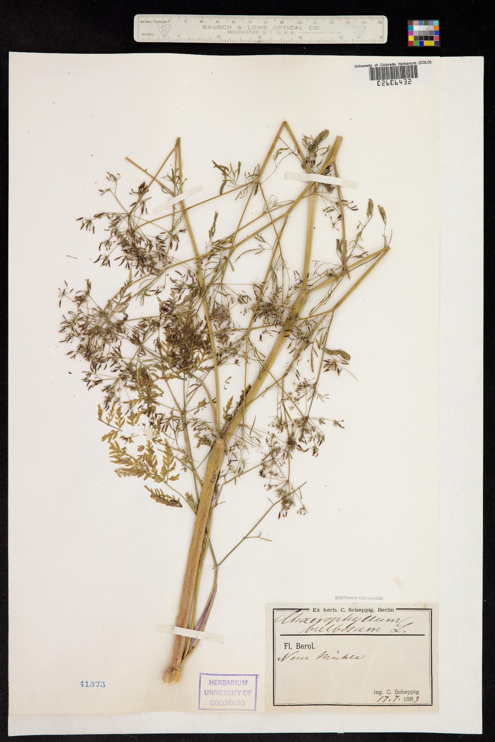Chaerophyllum bulbosum image