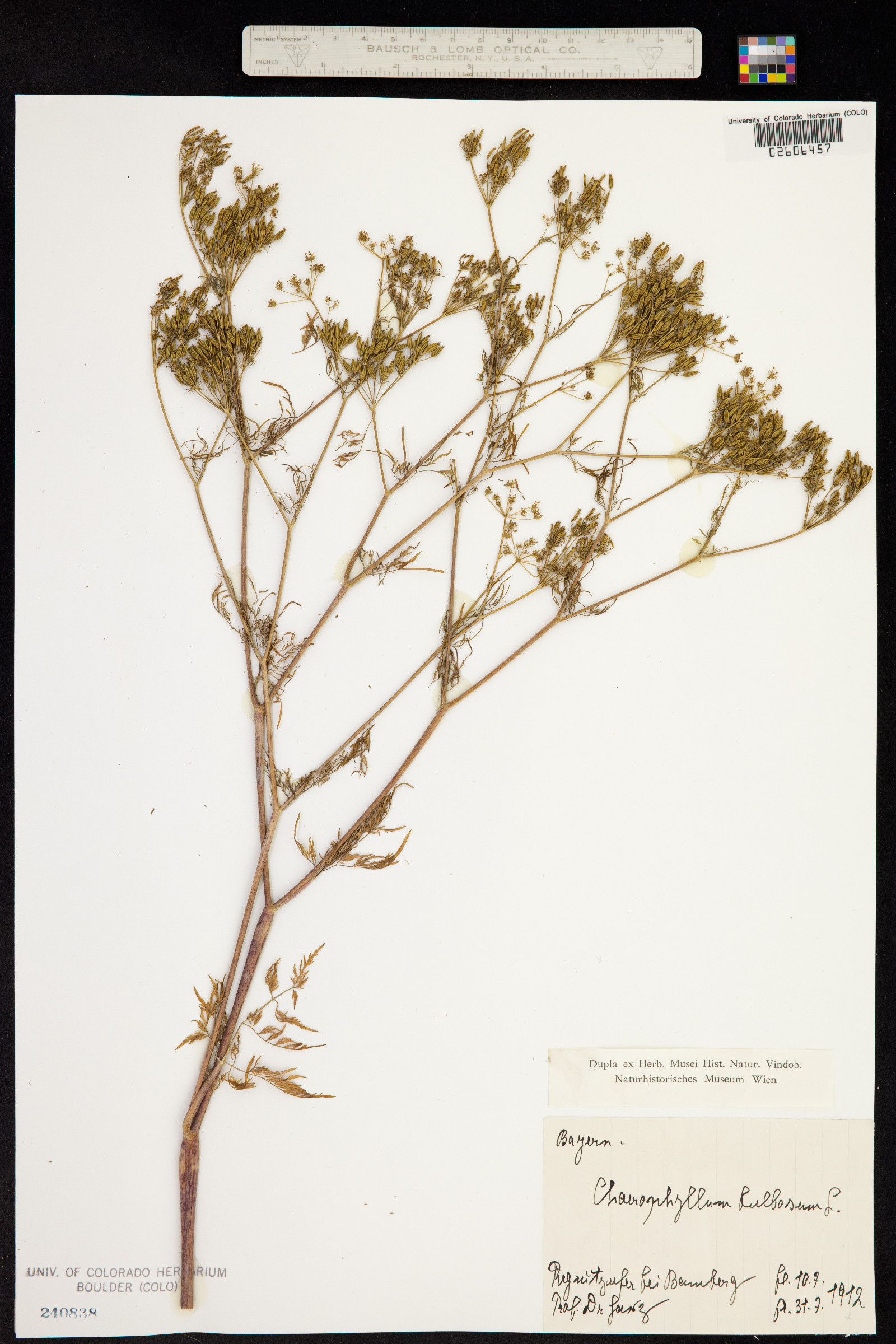 Chaerophyllum bulbosum image