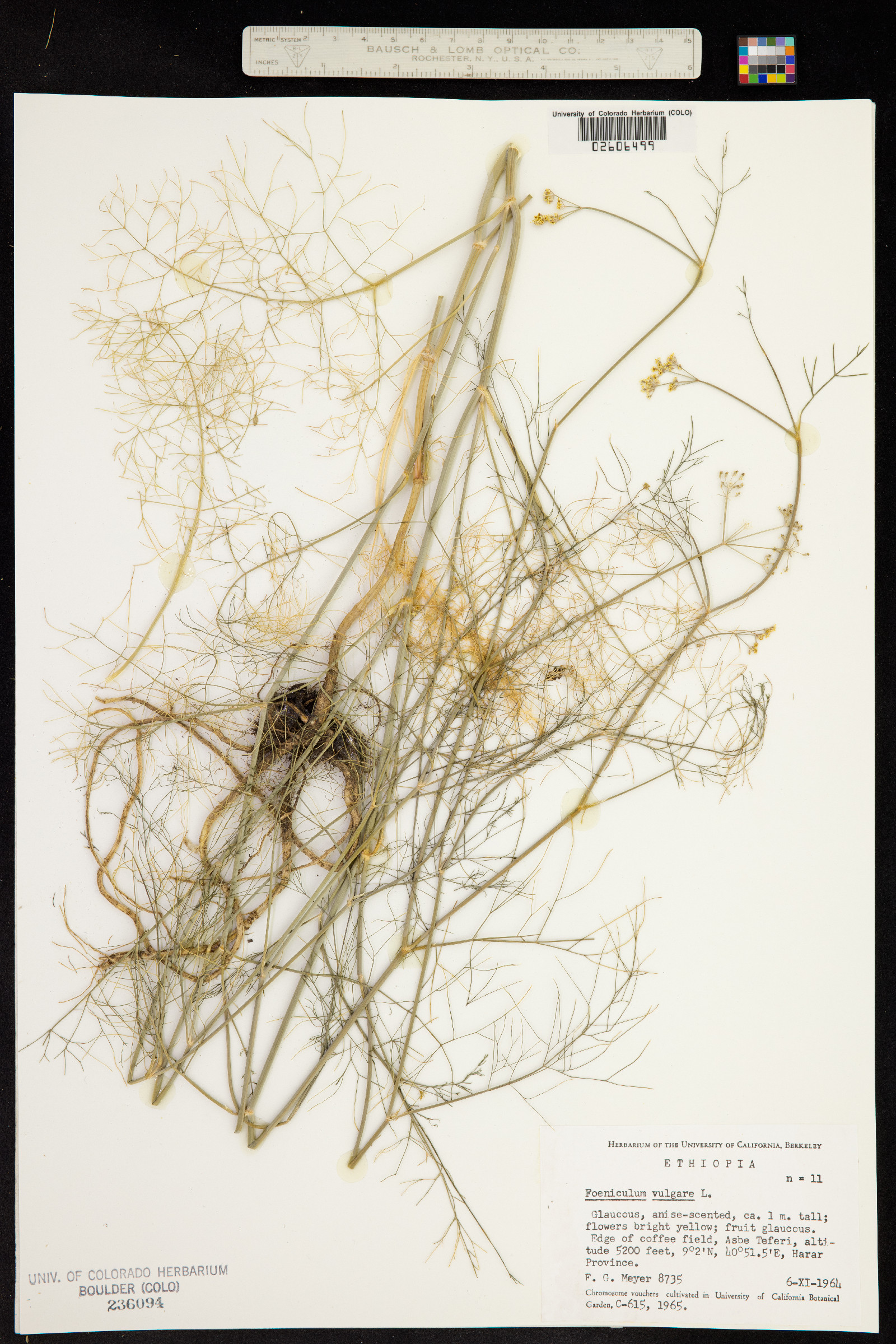 Foeniculum image