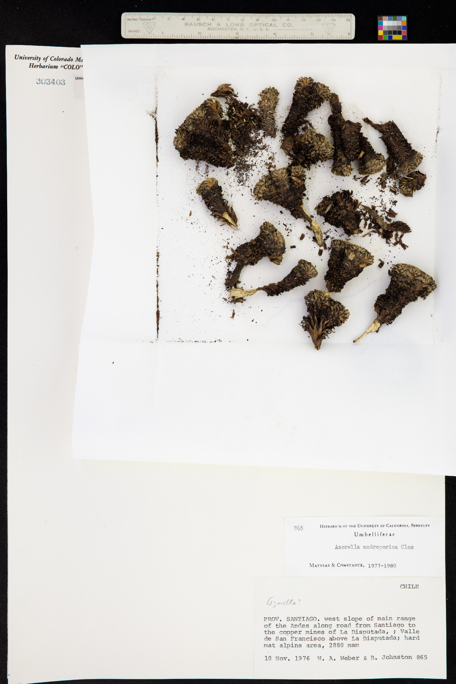 Azorella madreporica image