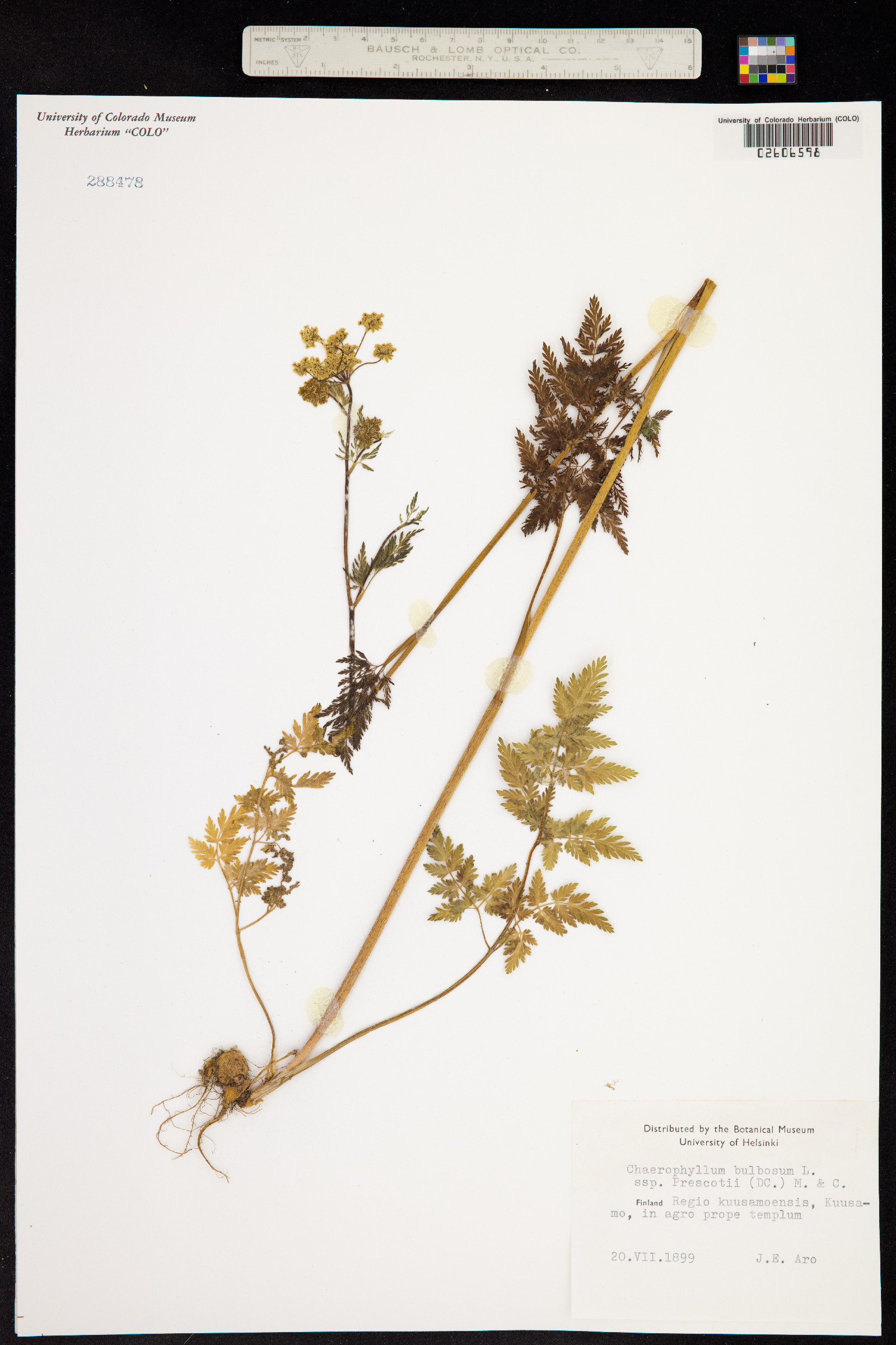 Chaerophyllum bulbosum image