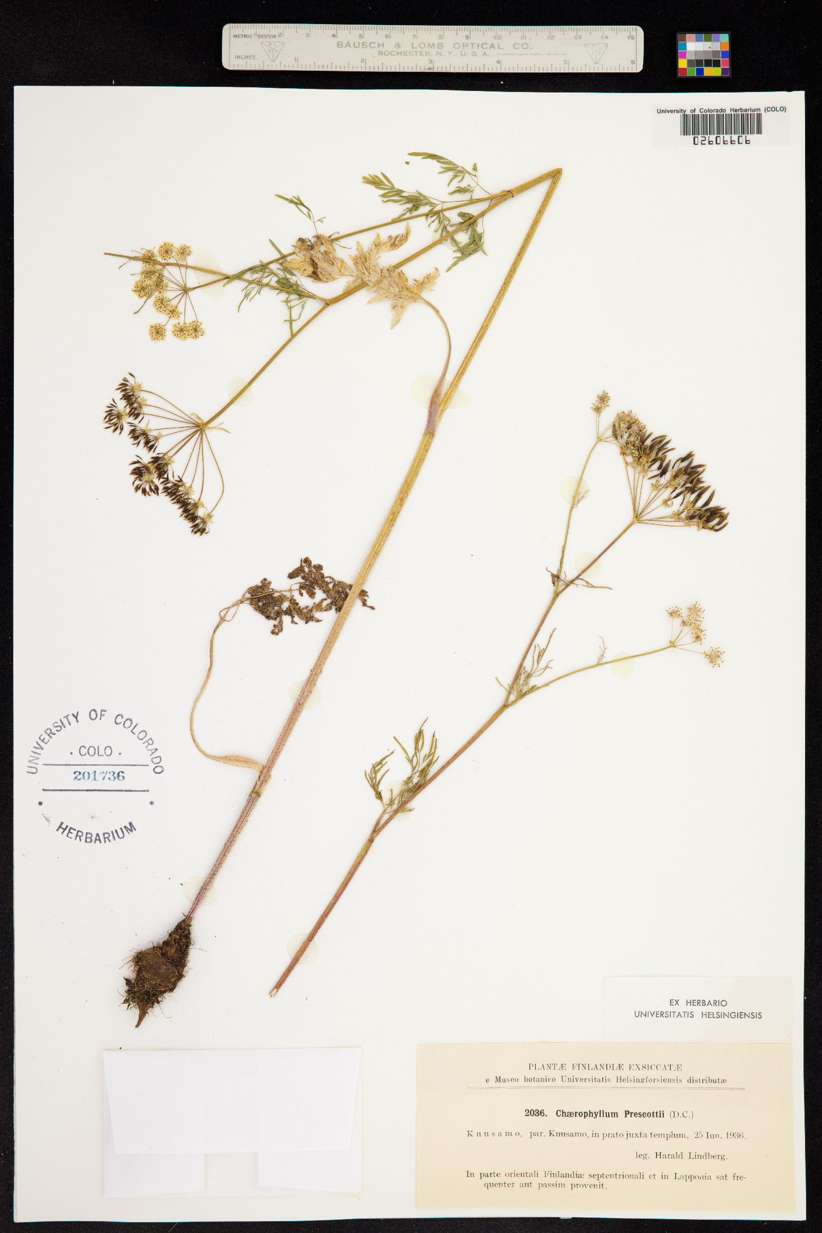 Chaerophyllum bulbosum image