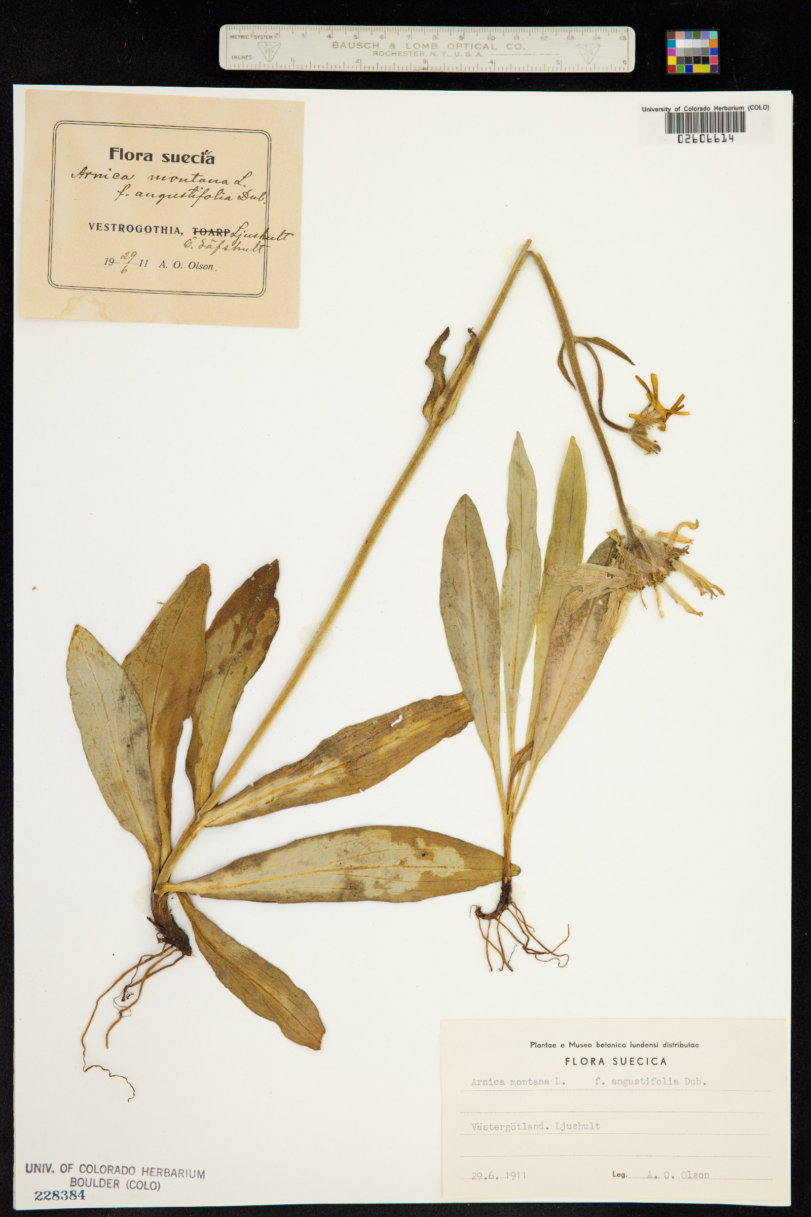 Arnica montana image