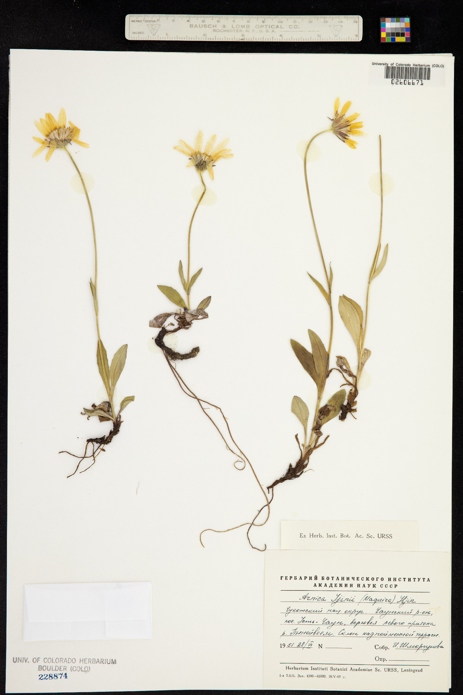 Arnica angustifolia subsp. iljinii image