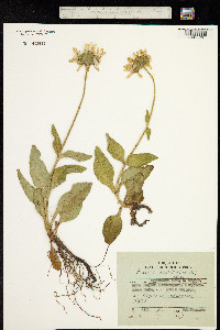 Image of Arnica unalaschcensis