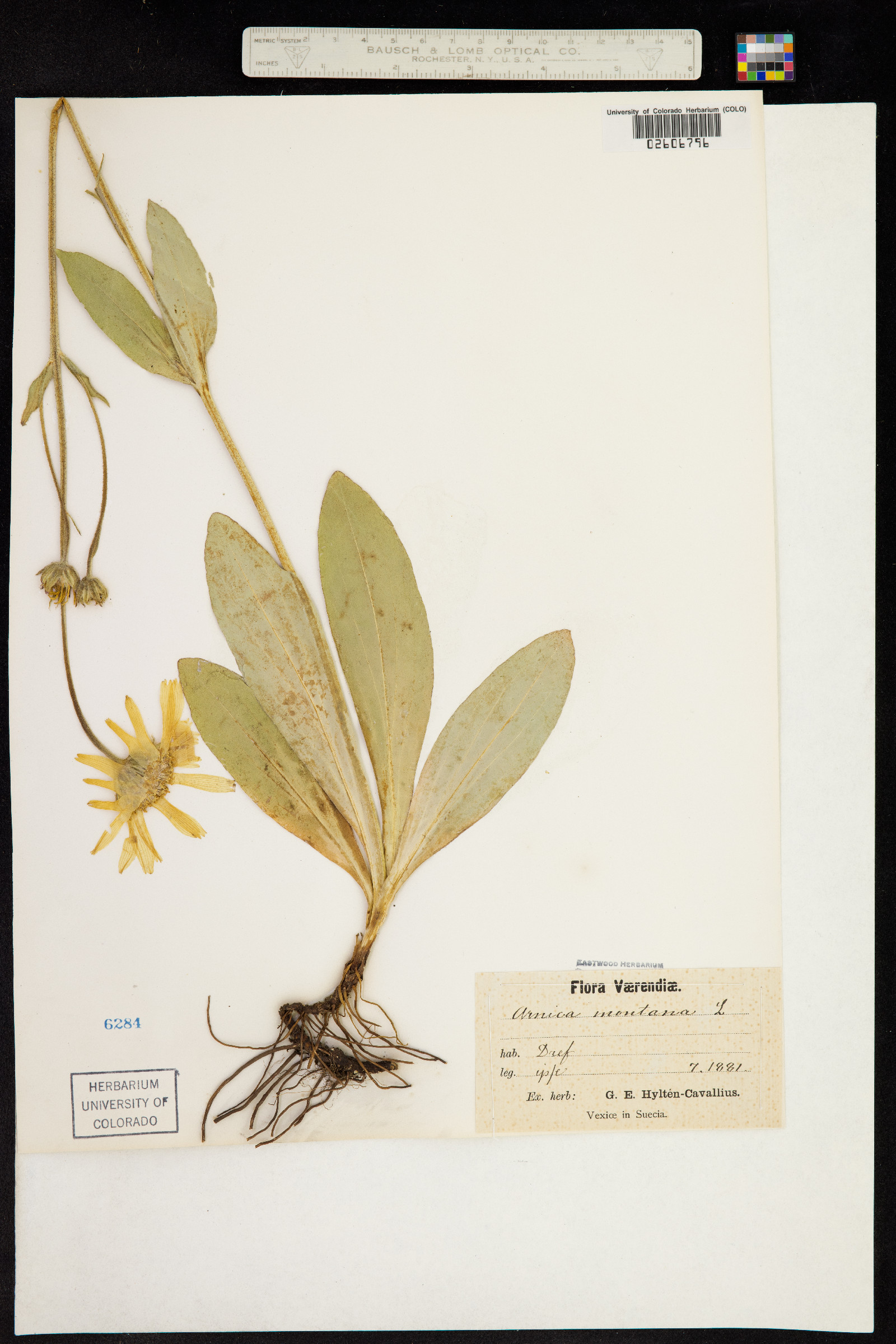 Arnica montana image