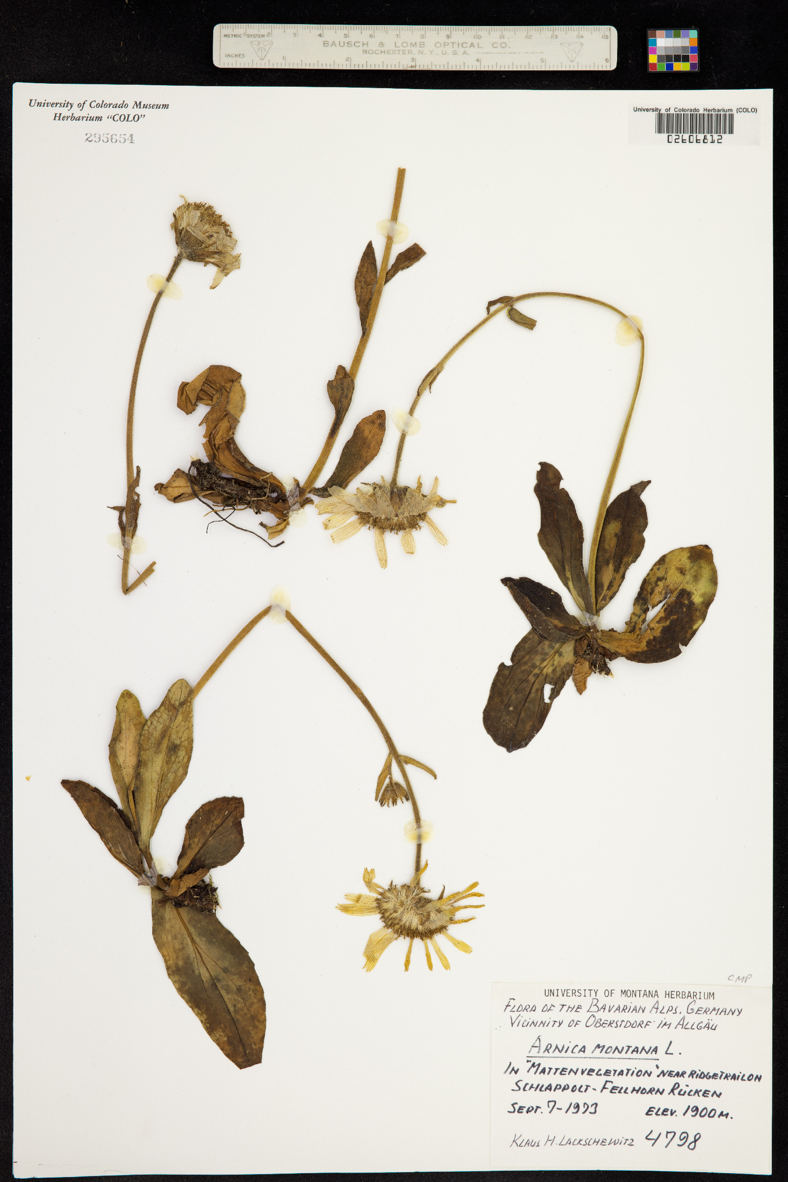Arnica montana image