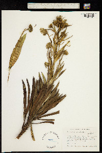 Image of Argyroxiphium grayanum