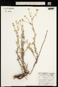Image of Argyranthemum adauctum