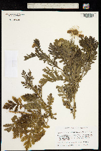 Image of Argyranthemum broussonetii
