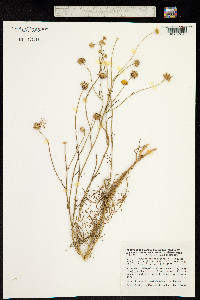 Image of Argyranthemum filifolium