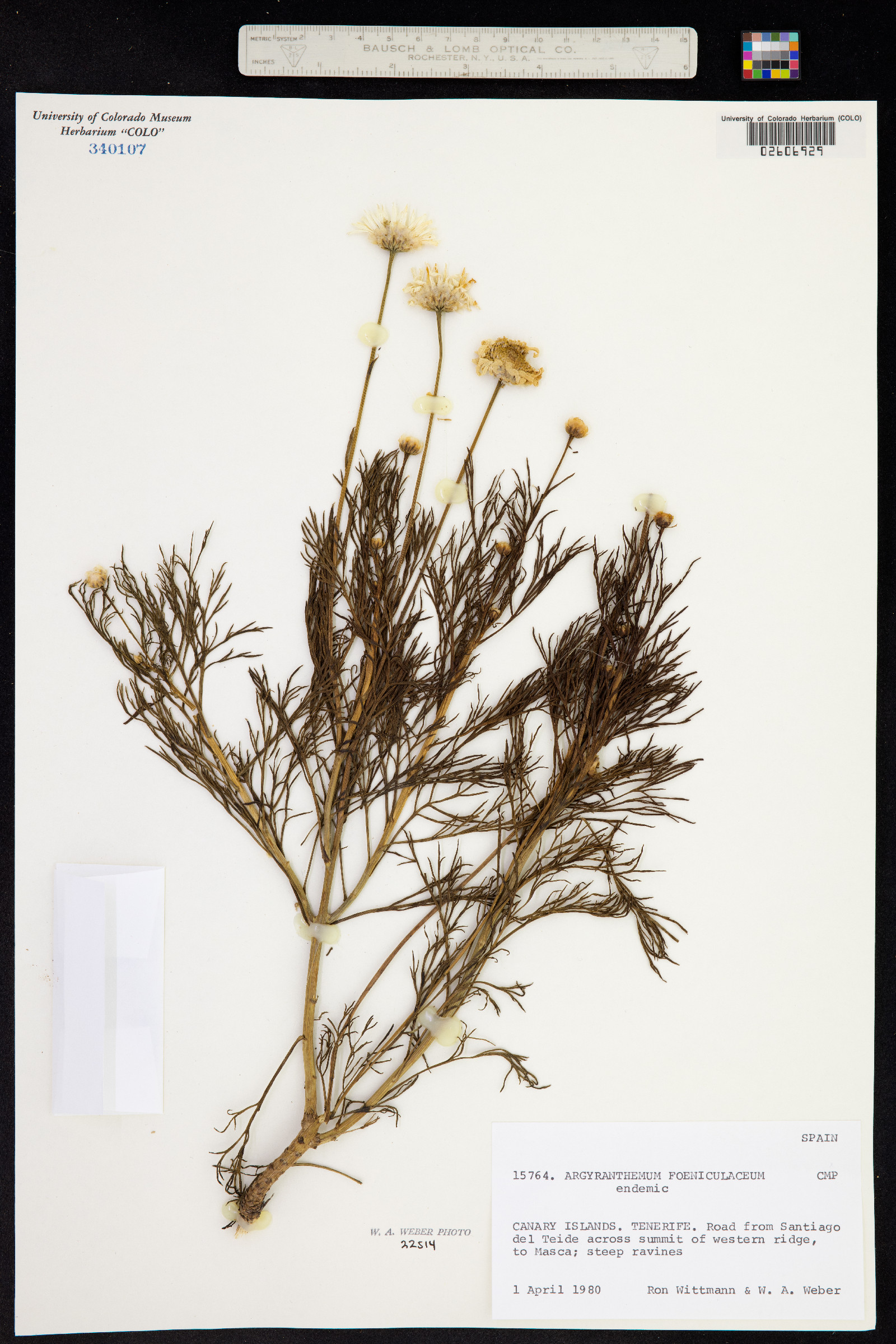 Argyranthemum foeniculaceum image