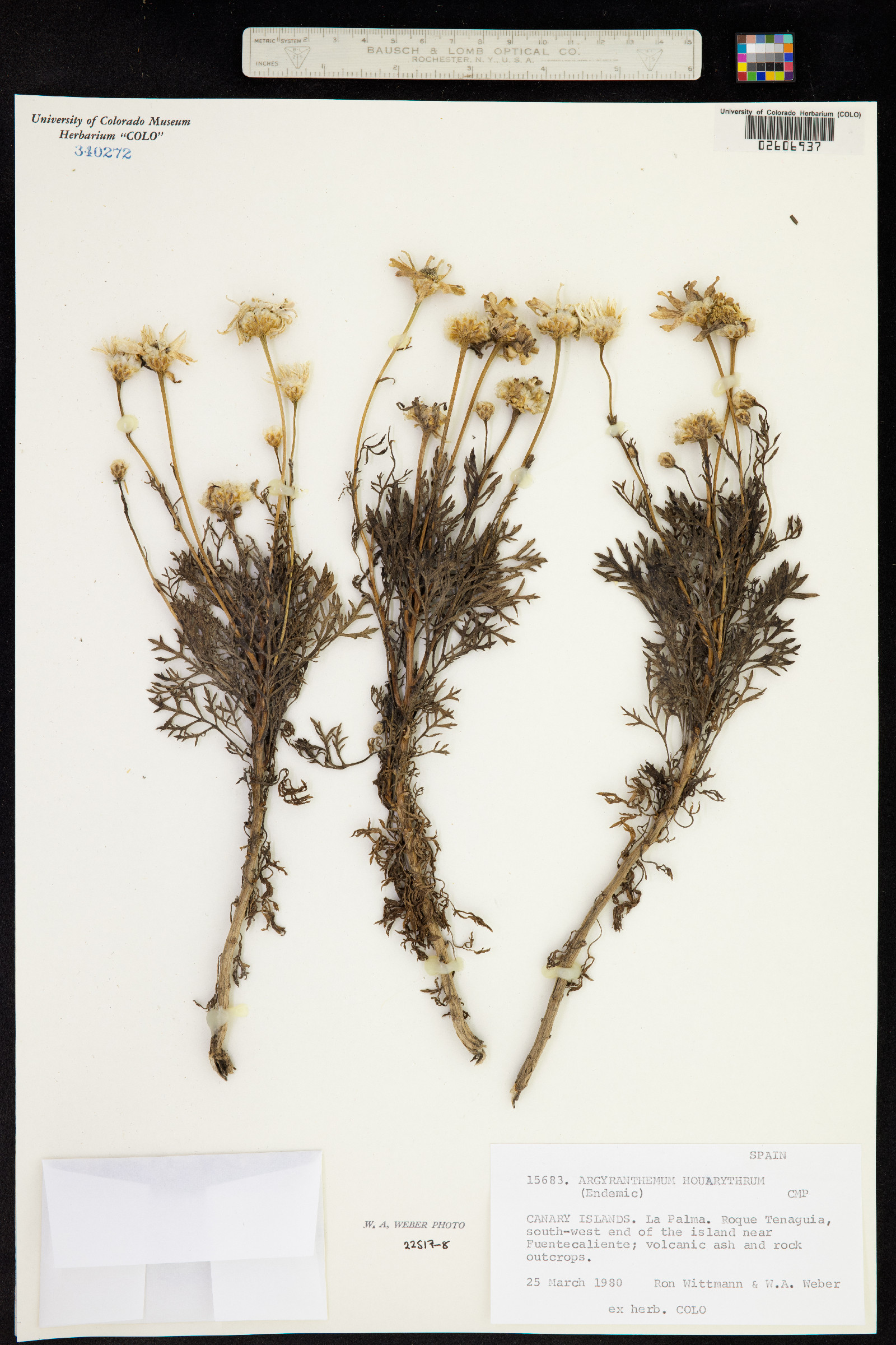 Argyranthemum haouarytheum image