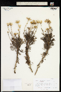 Image of Argyranthemum haouarytheum