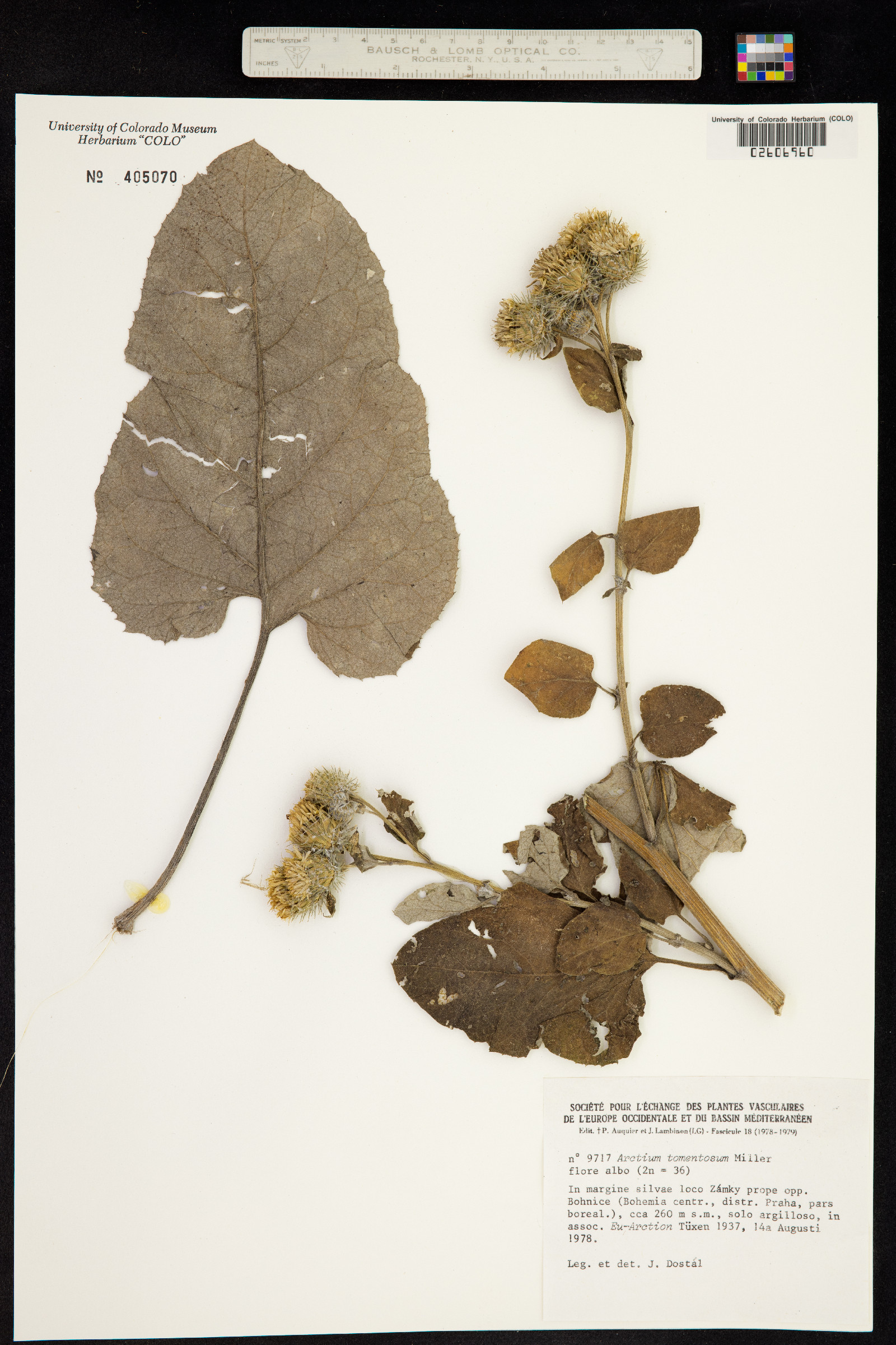 Arctium tomentosum image