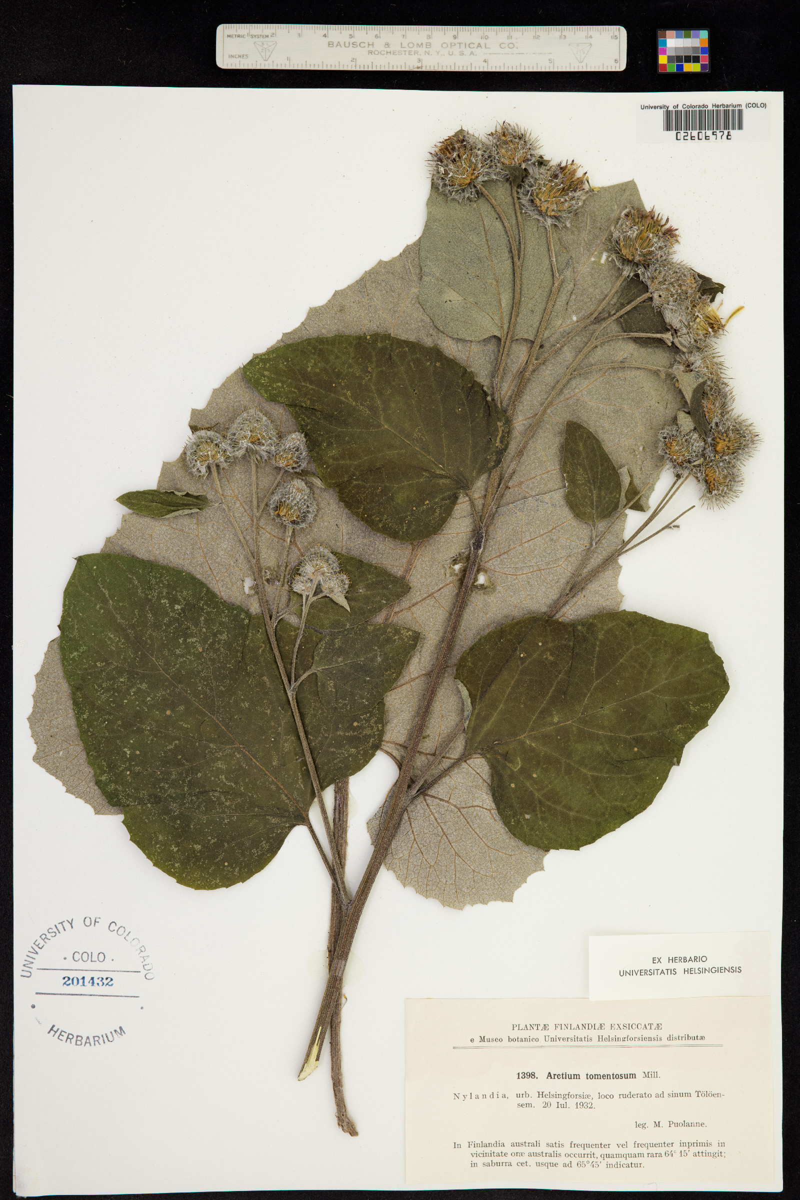 Arctium tomentosum image