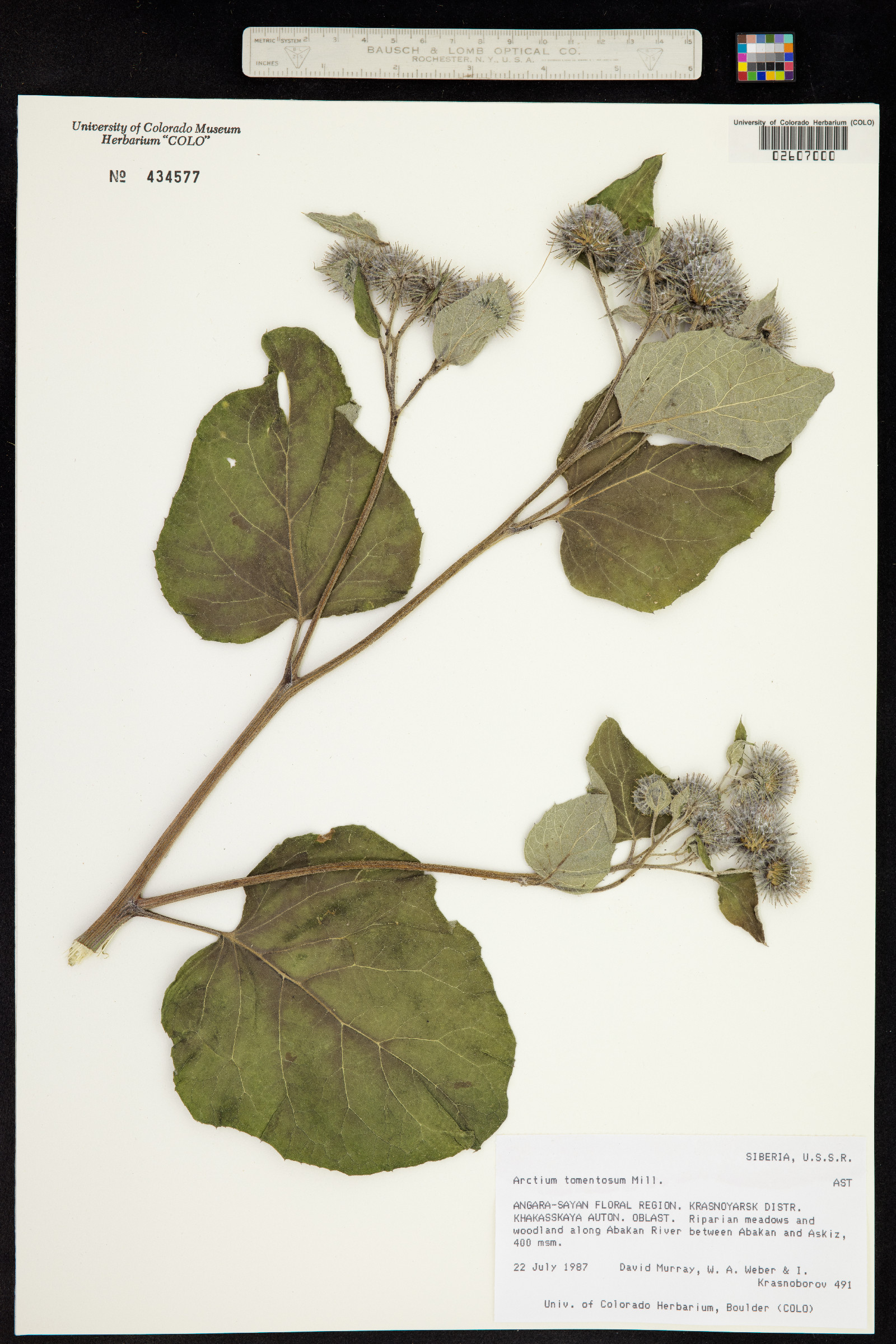 Arctium tomentosum image