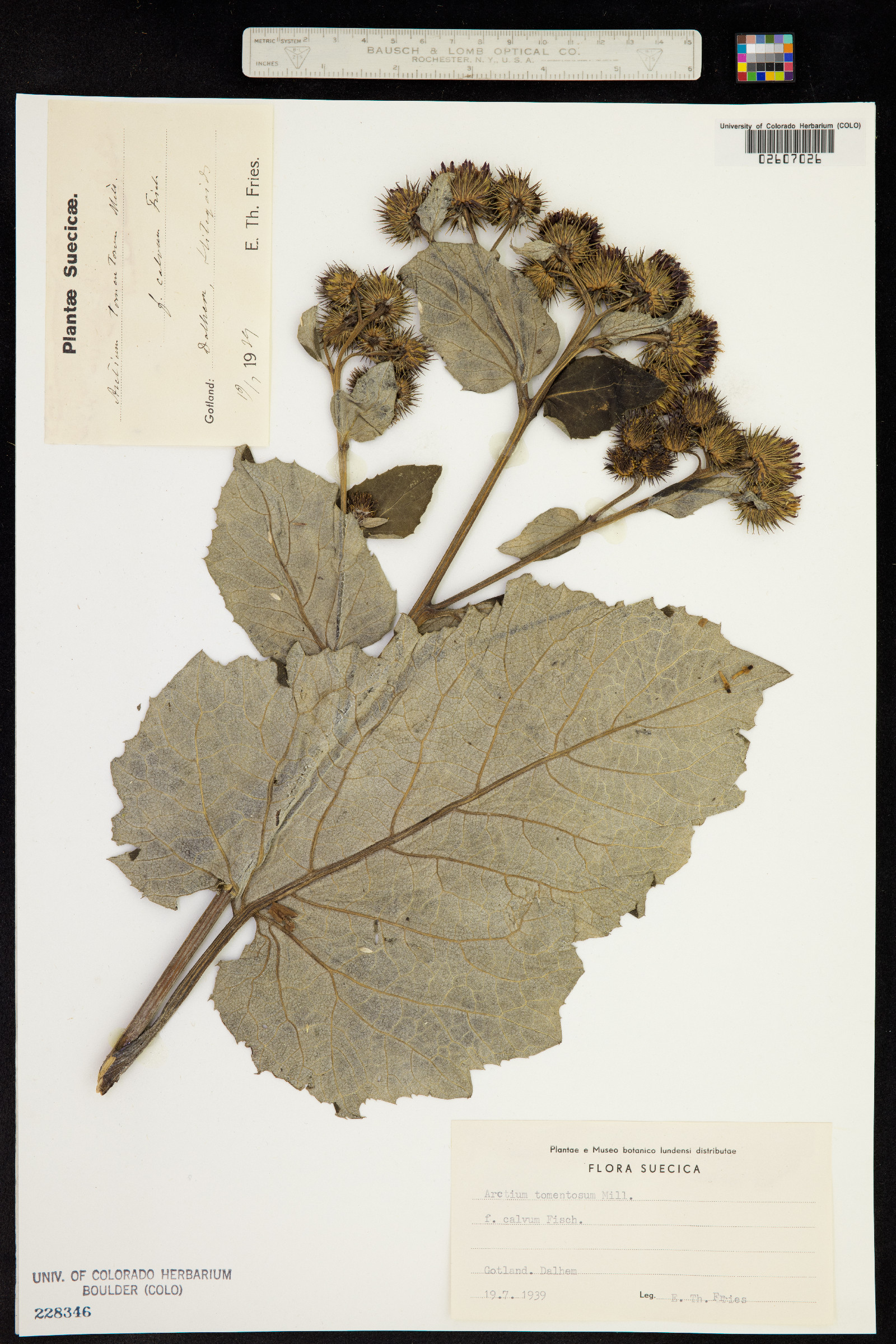 Arctium tomentosum image