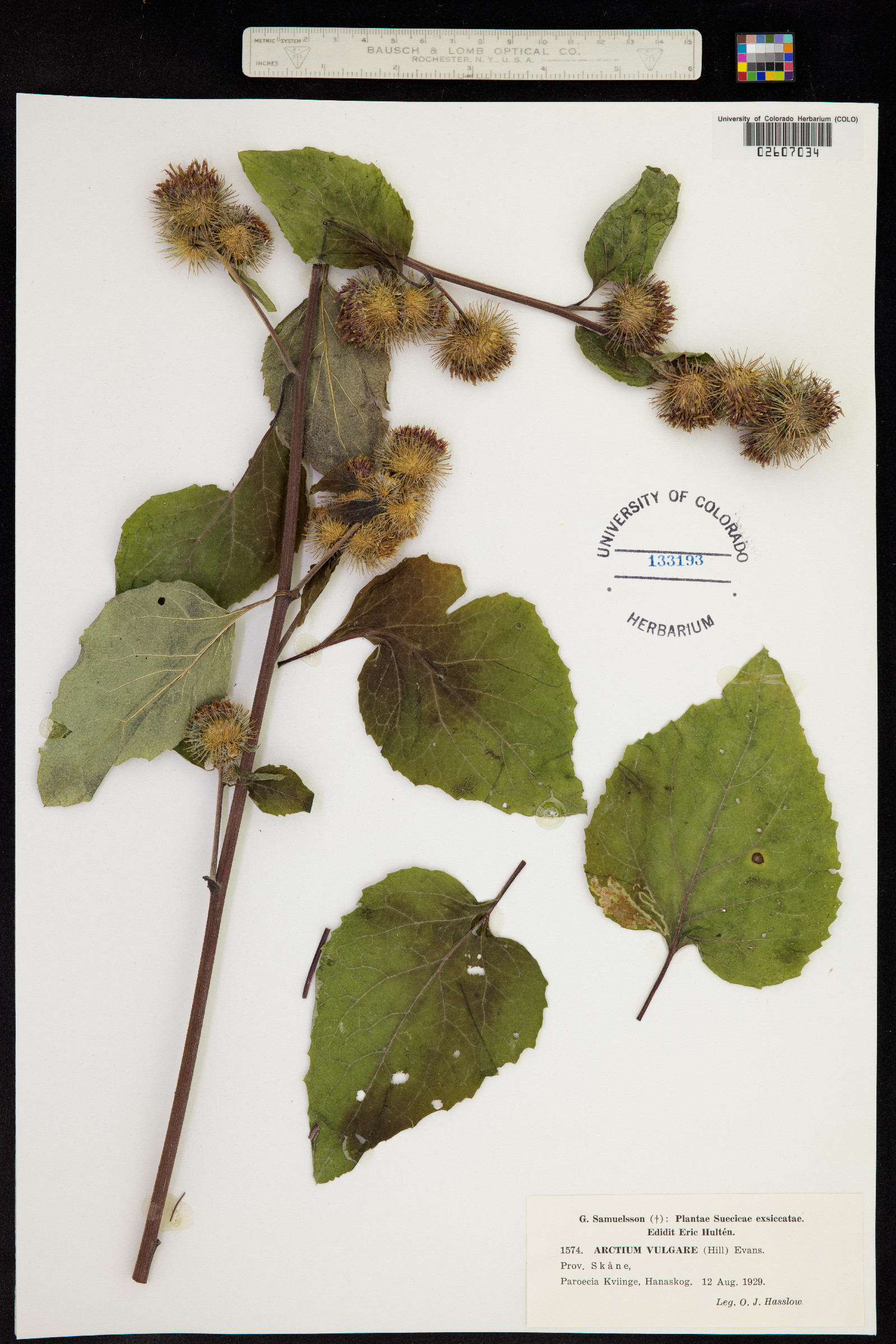 Arctium lappa image