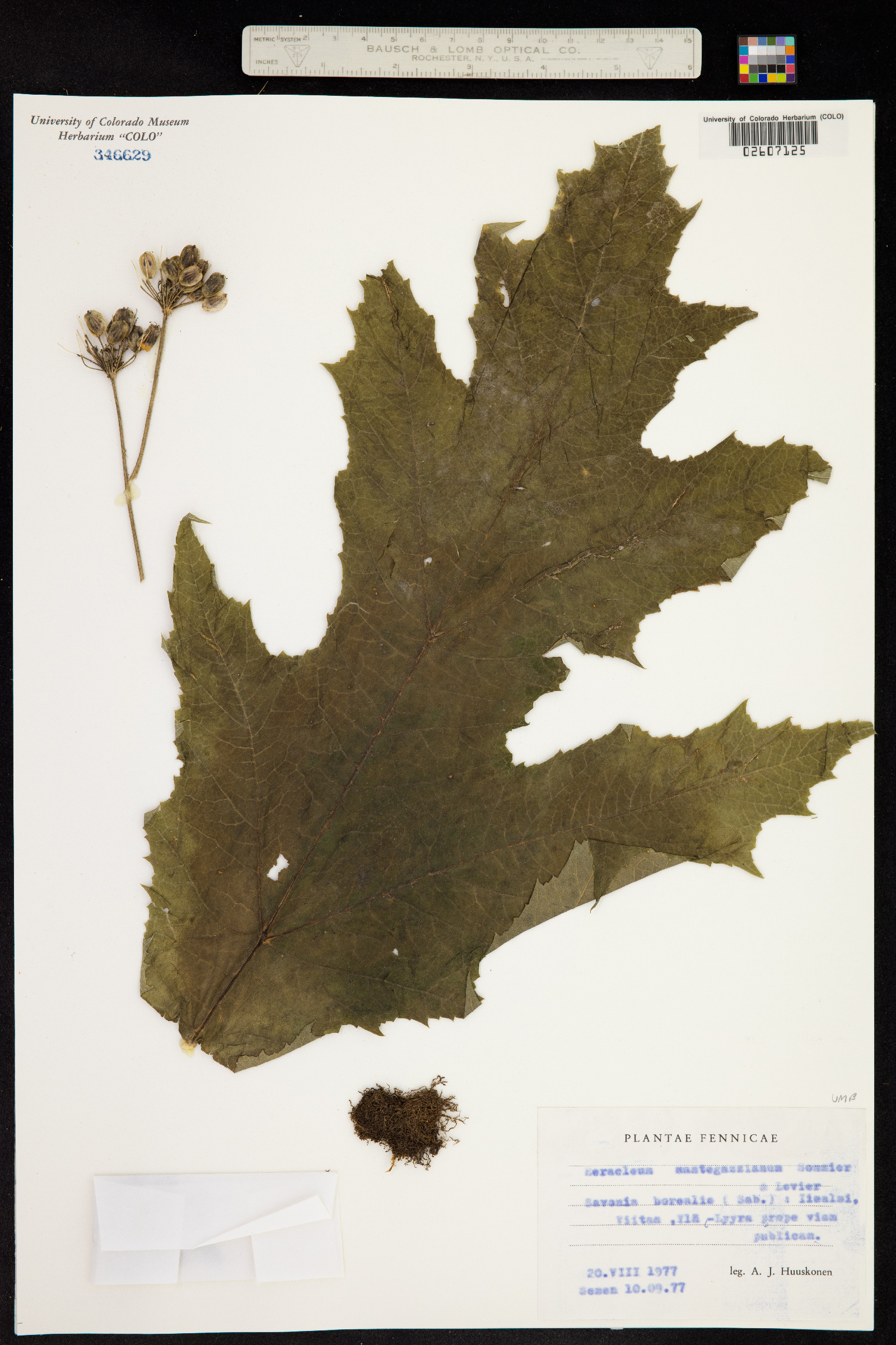Heracleum mantegazzianum image