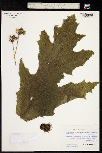 Image of Heracleum mantegazzianum