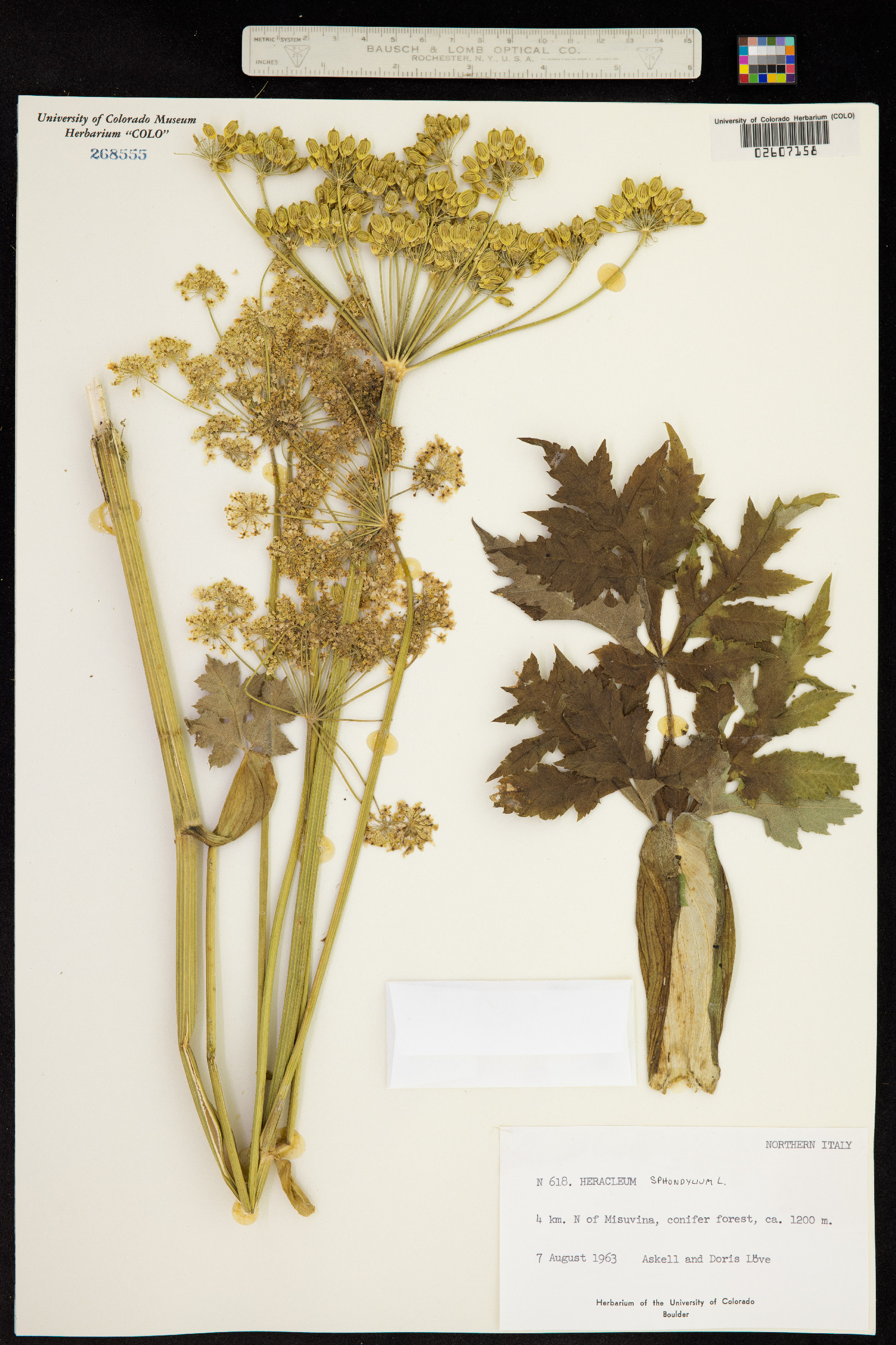 Heracleum sphondylium image