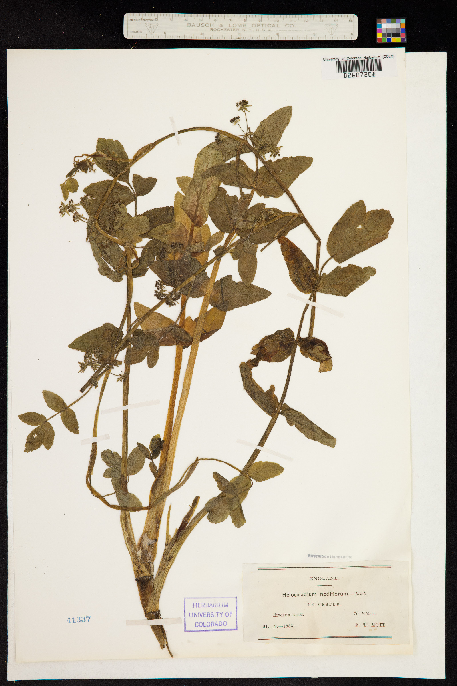 Apium nodiflorum image