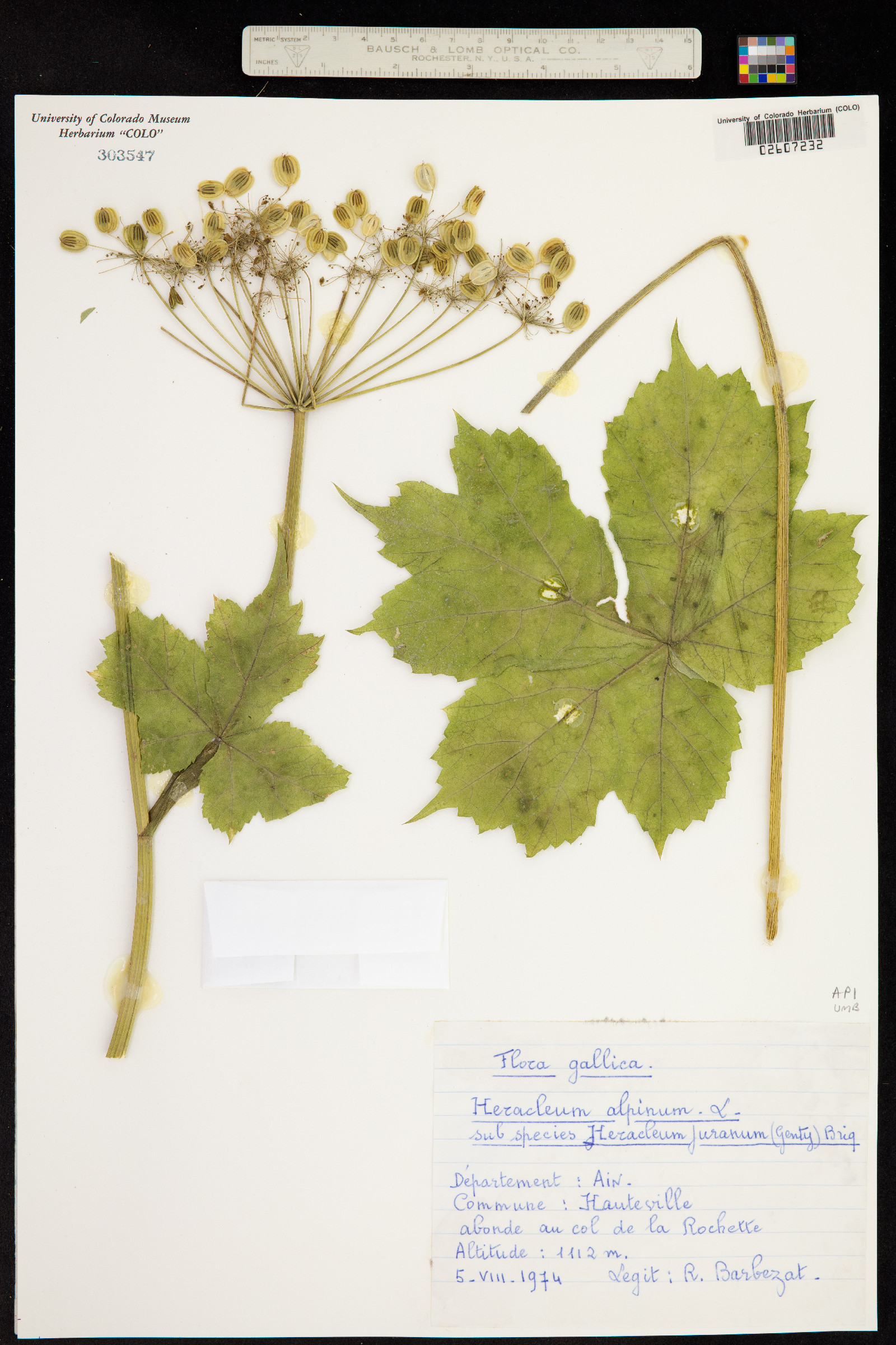 Heracleum alpinum image