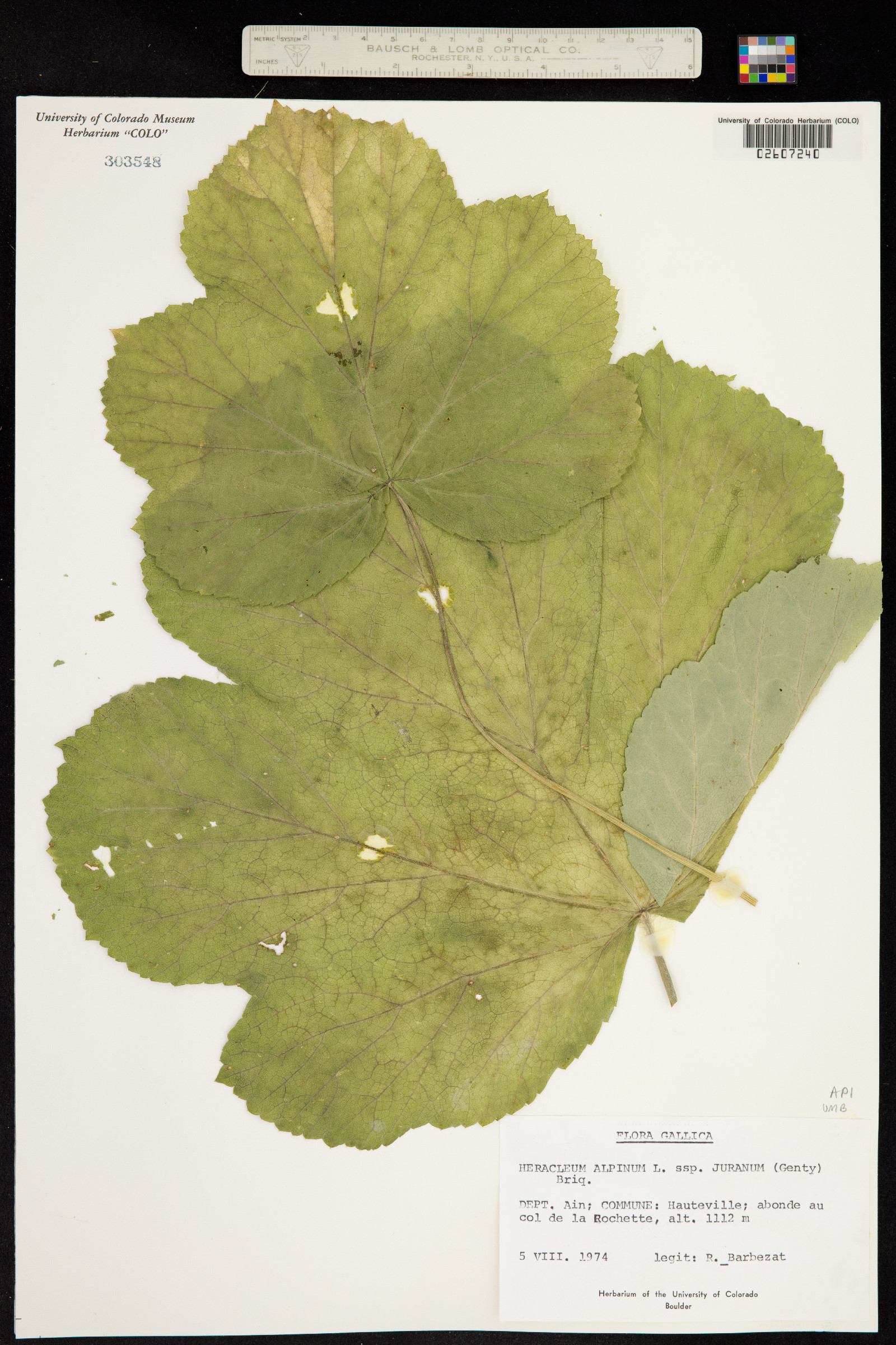 Heracleum alpinum image