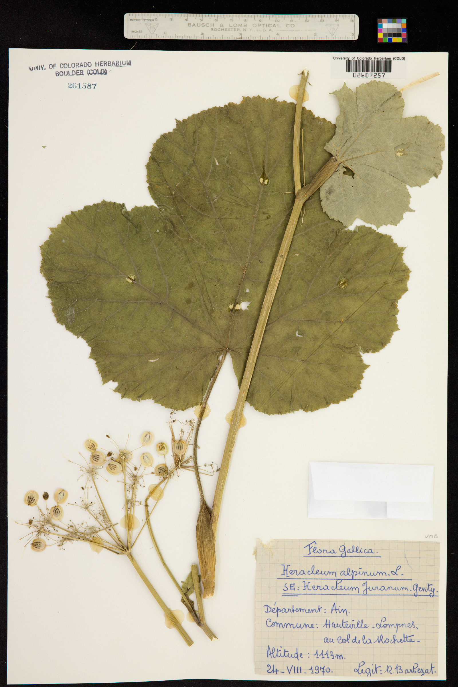 Heracleum alpinum image