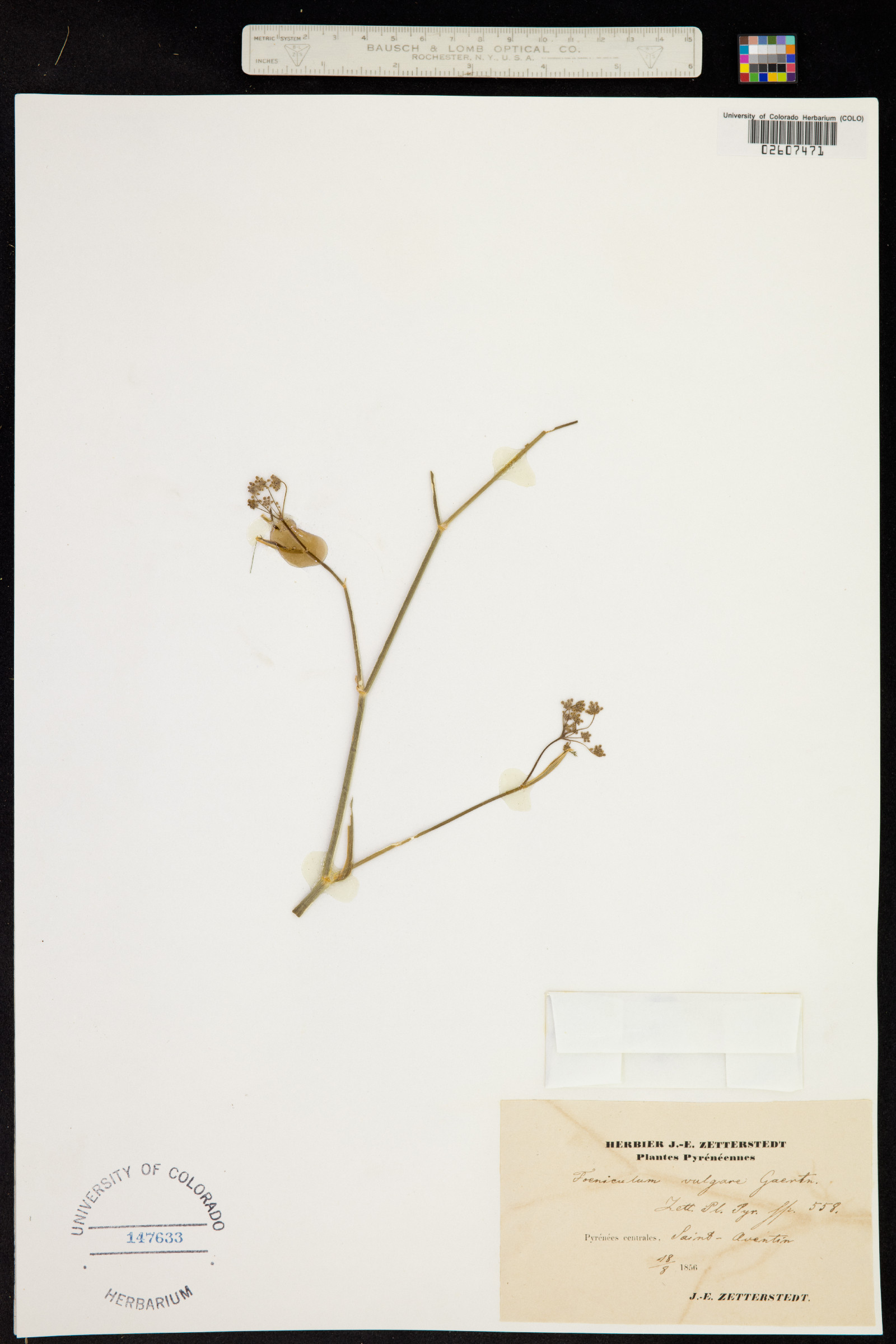 Foeniculum image