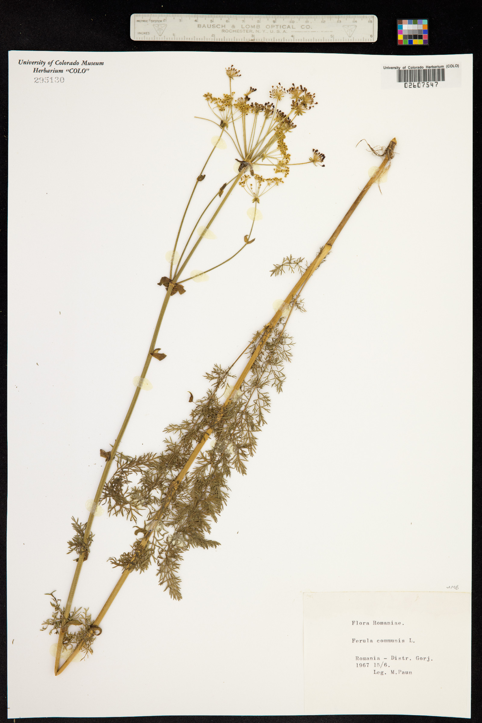 Ferula communis image