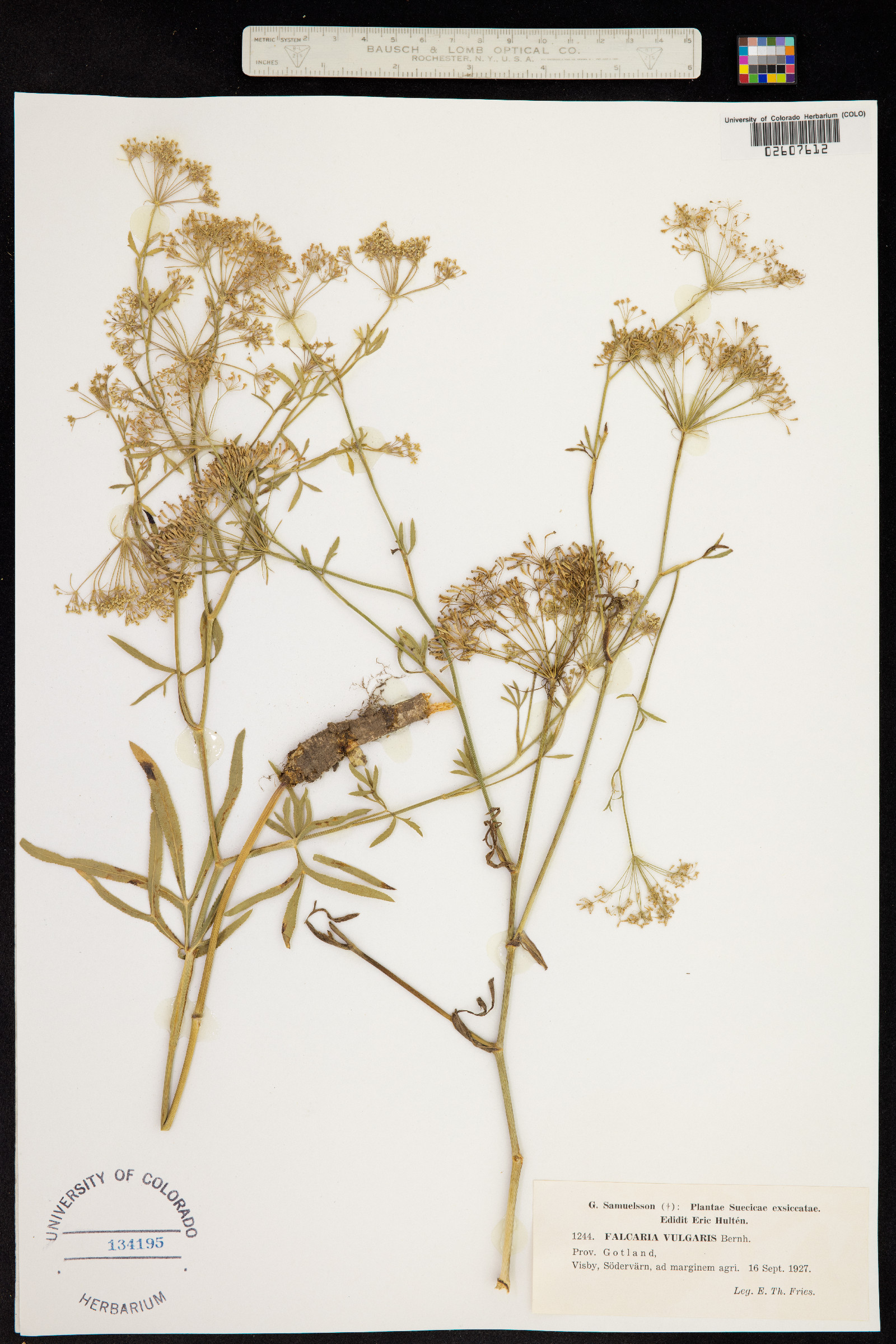 Falcaria vulgaris image